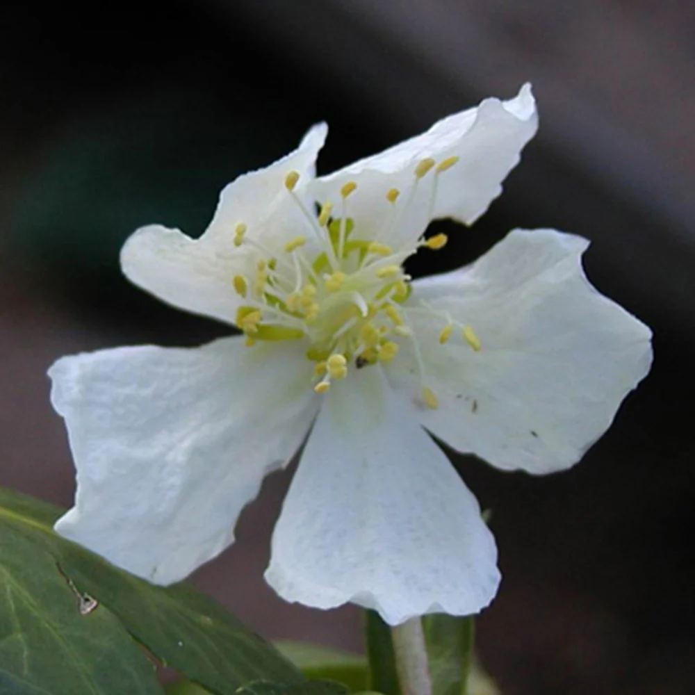 Christrose - Image 3