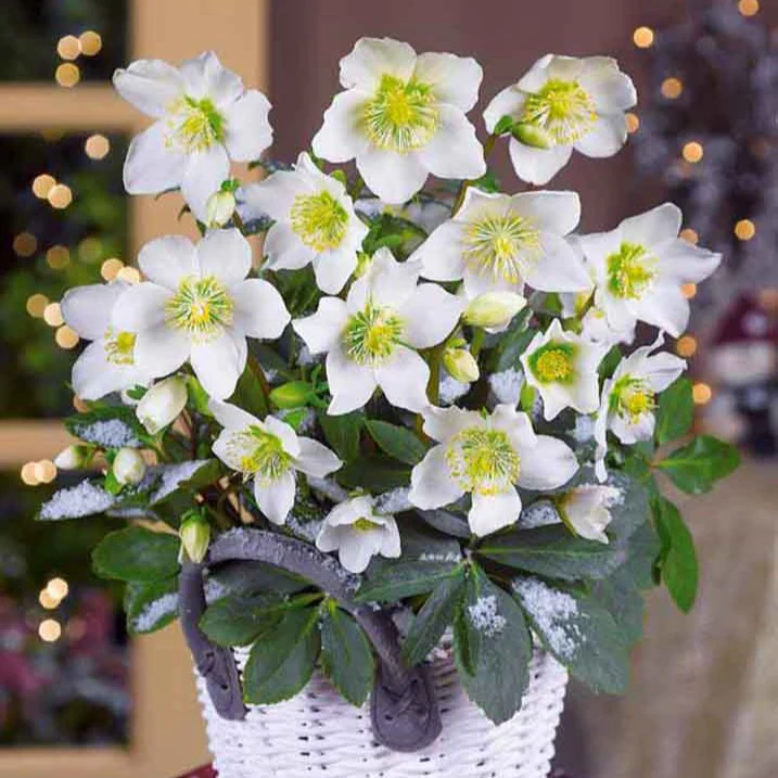 Christrose - Image 4