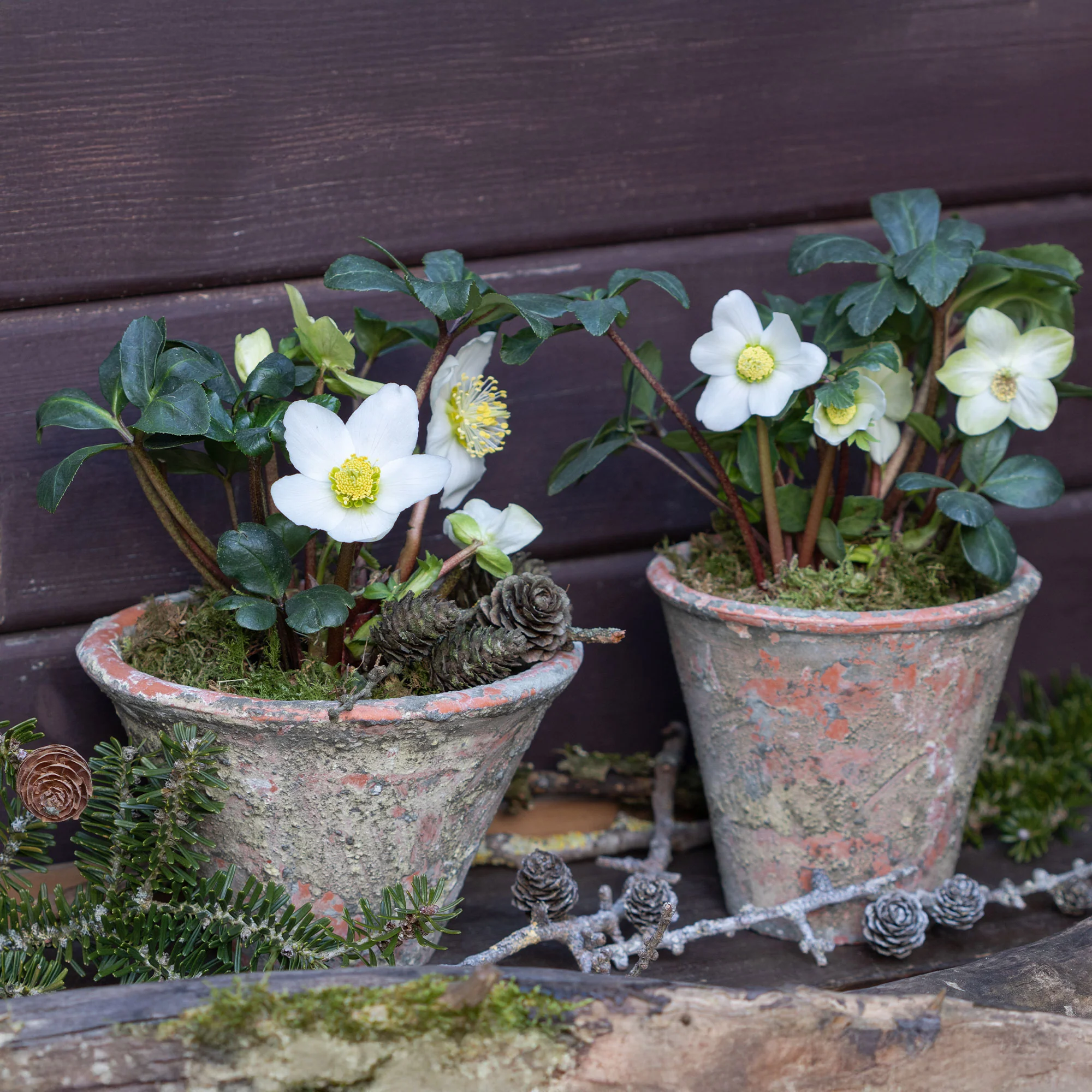 Christrose - Image 5