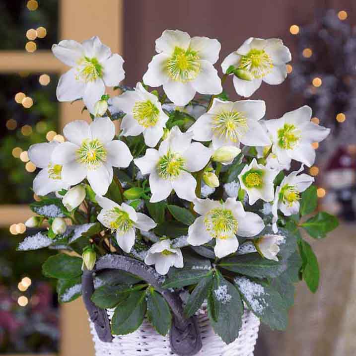 Christrose 'Christmas Carol' und sein Weihnachtstopf - Image 6