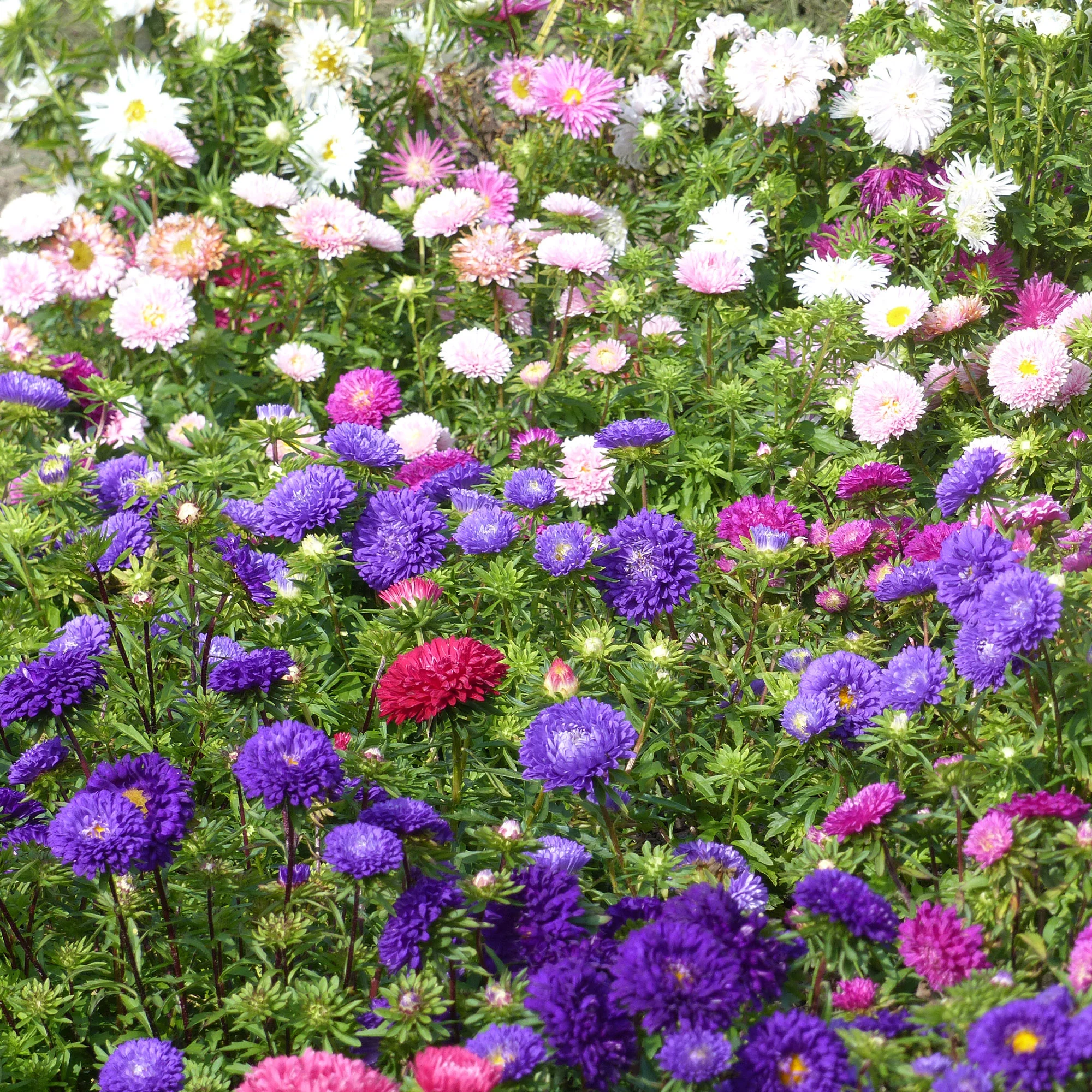 Chrysanthemen-blühende Aster Mischung