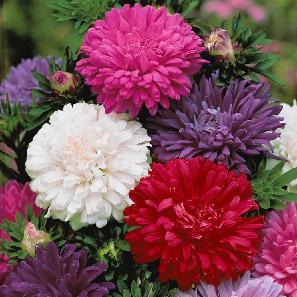 Chrysanthemen-blühende Aster Mischung - Image 2
