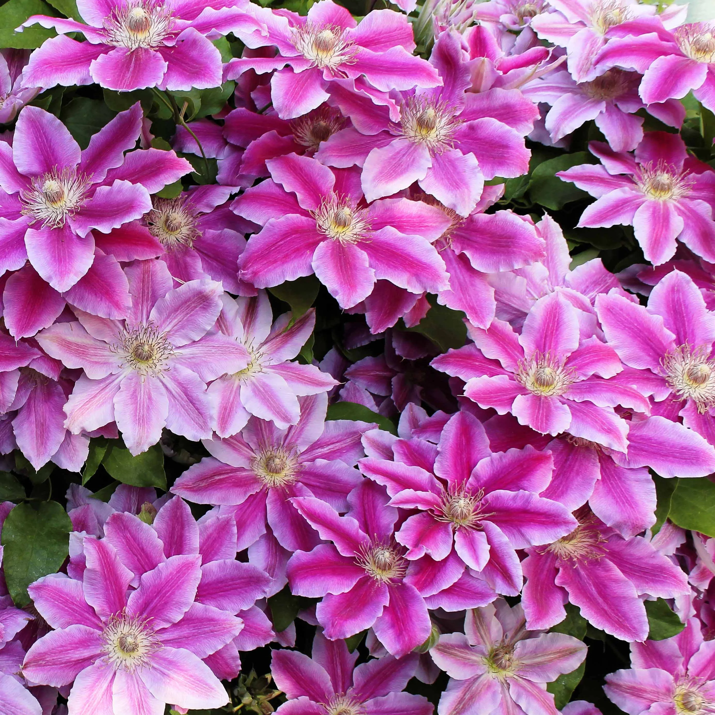Clematis 'Piilu' - Image 4