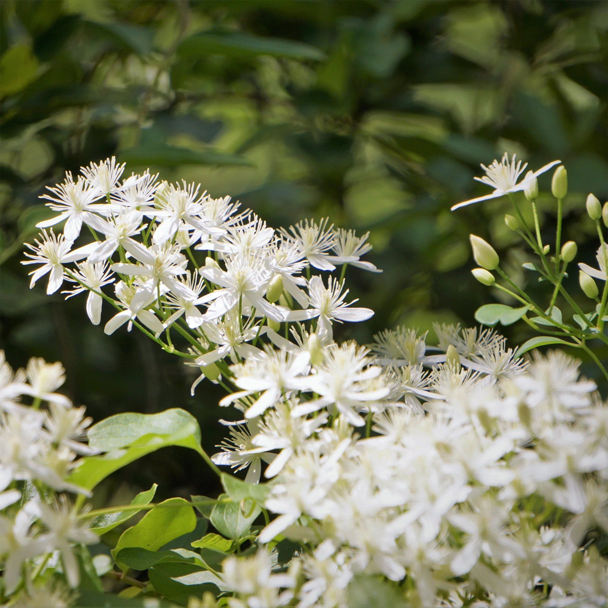 Clematis terniflora Sweet Autumn