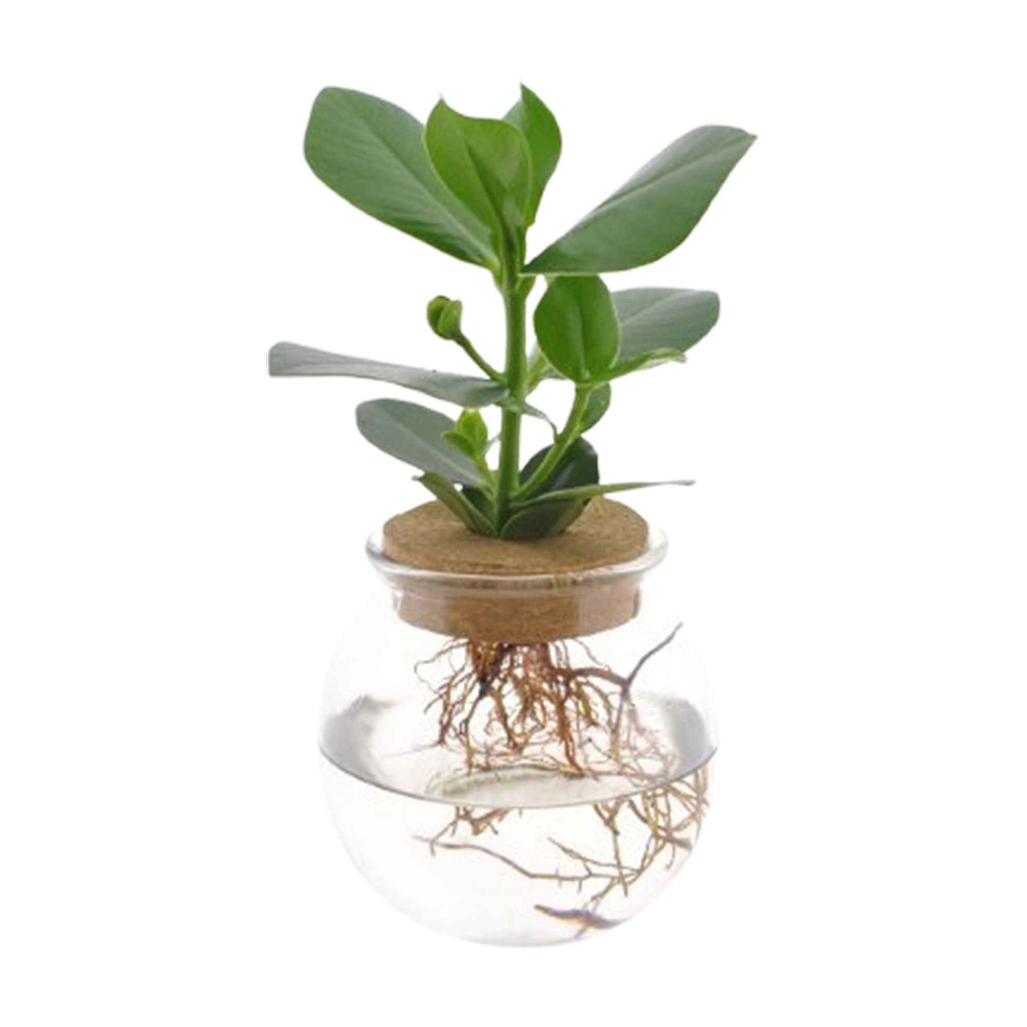 Clusia im Kugelglas - Hydroponik - Image 2