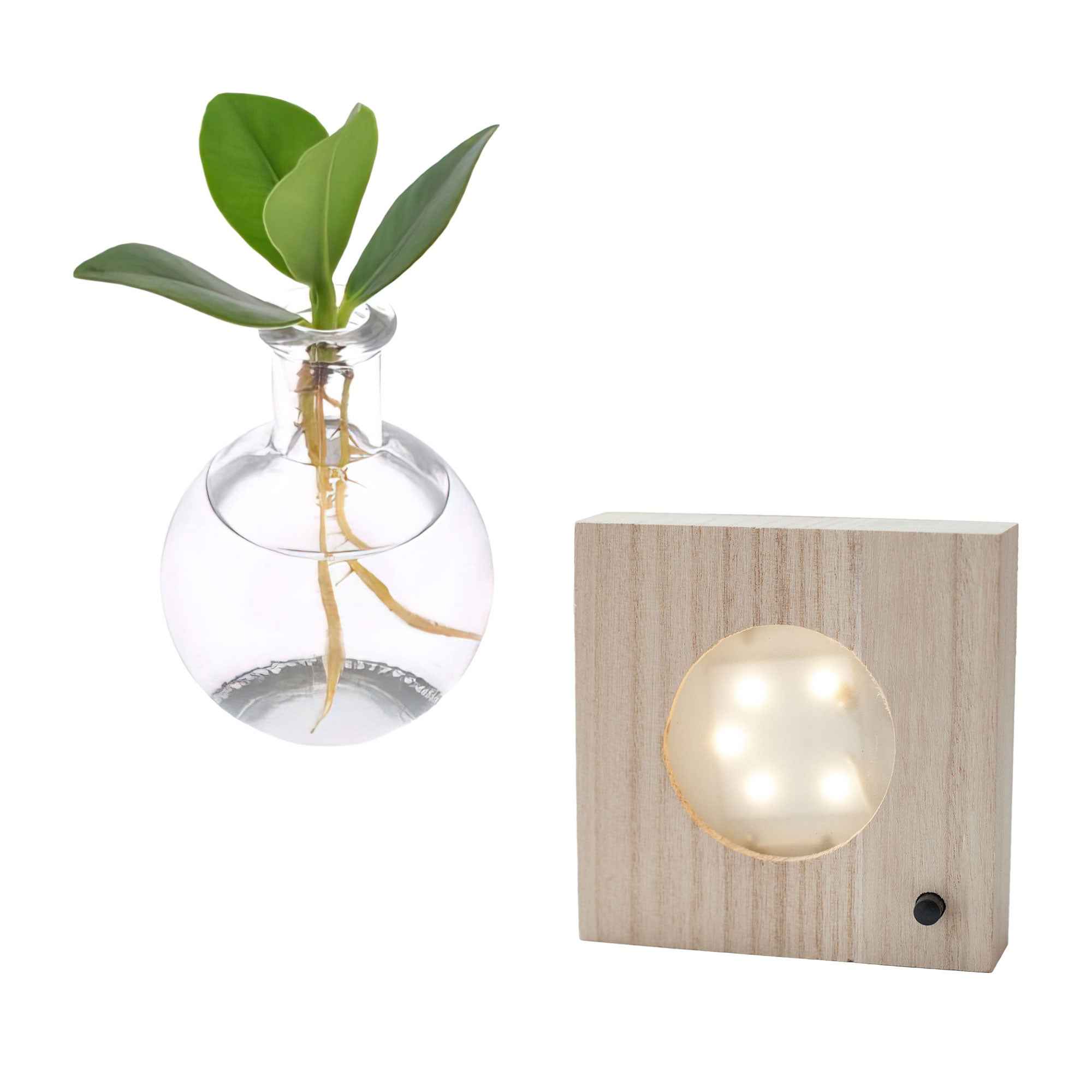 Clusia im Samoa-Glas mit LED-Beleuchtung - Hydroponik - Image 2