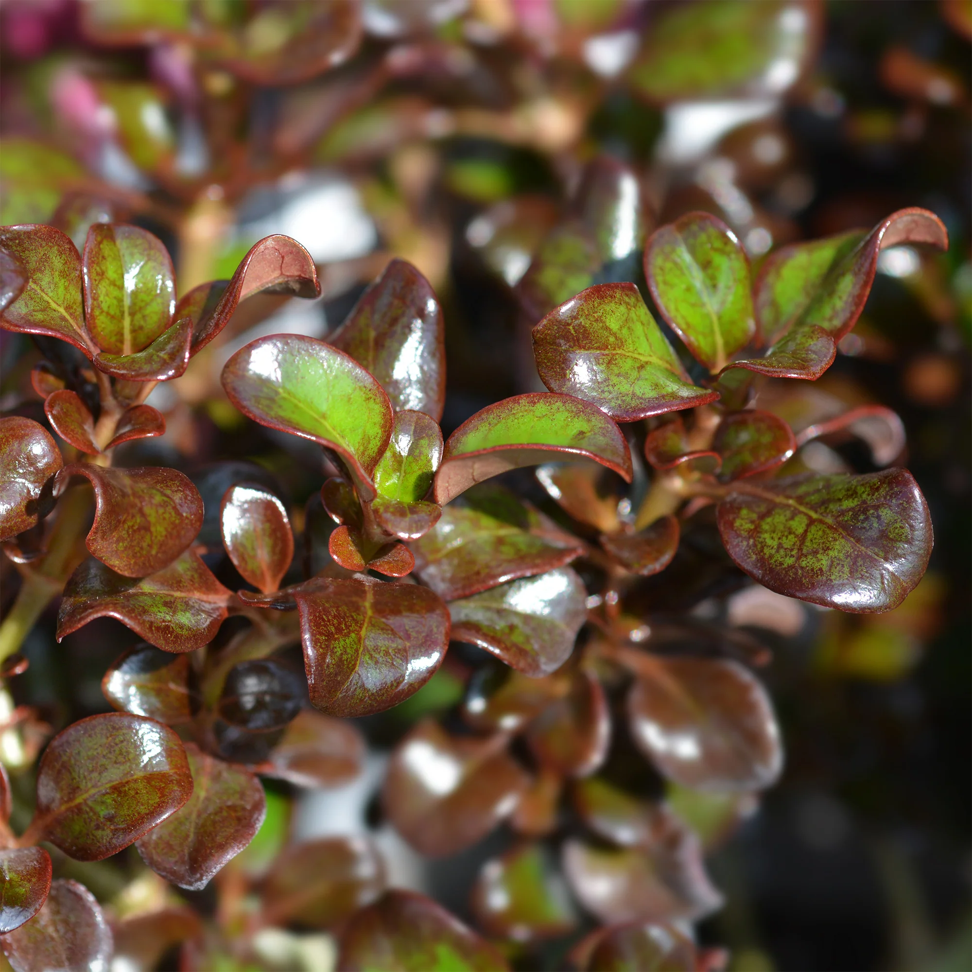 Coprosma Chocolate Soldier