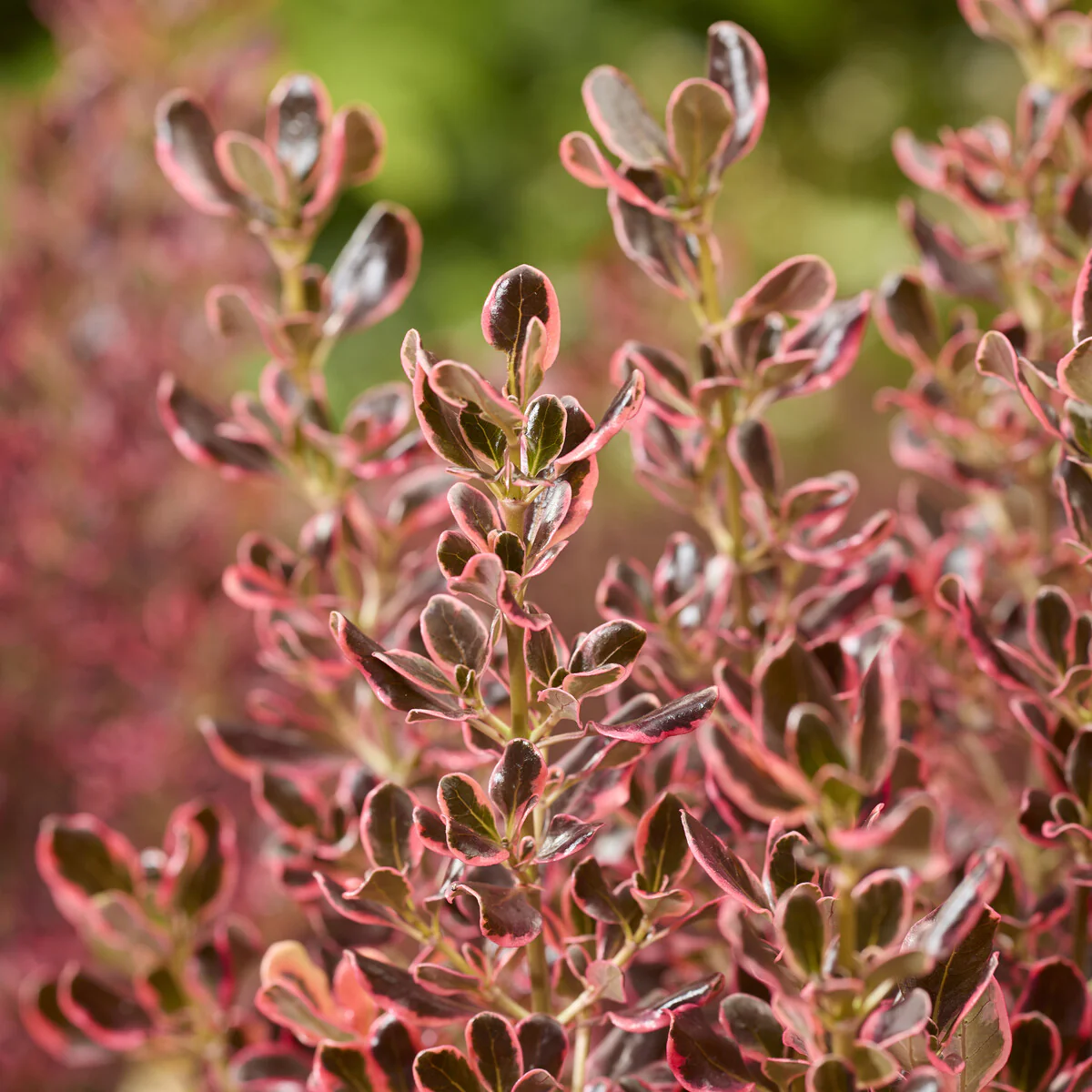 Coprosma Eclipse® - Image 2