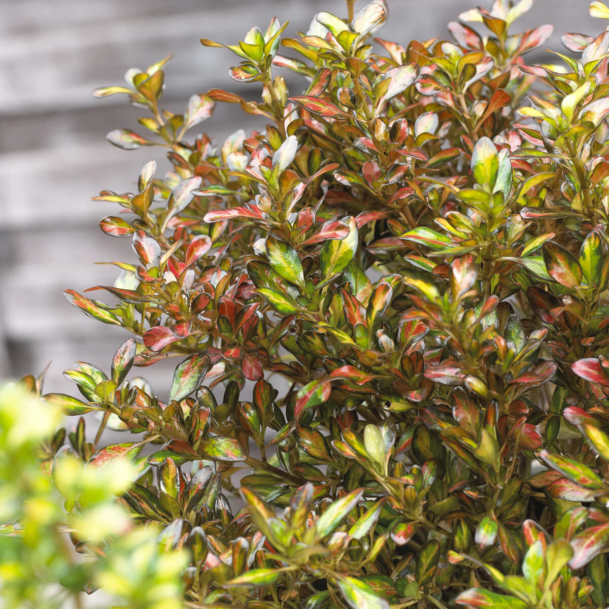 Coprosma ‘Evening Glow’ - Image 3
