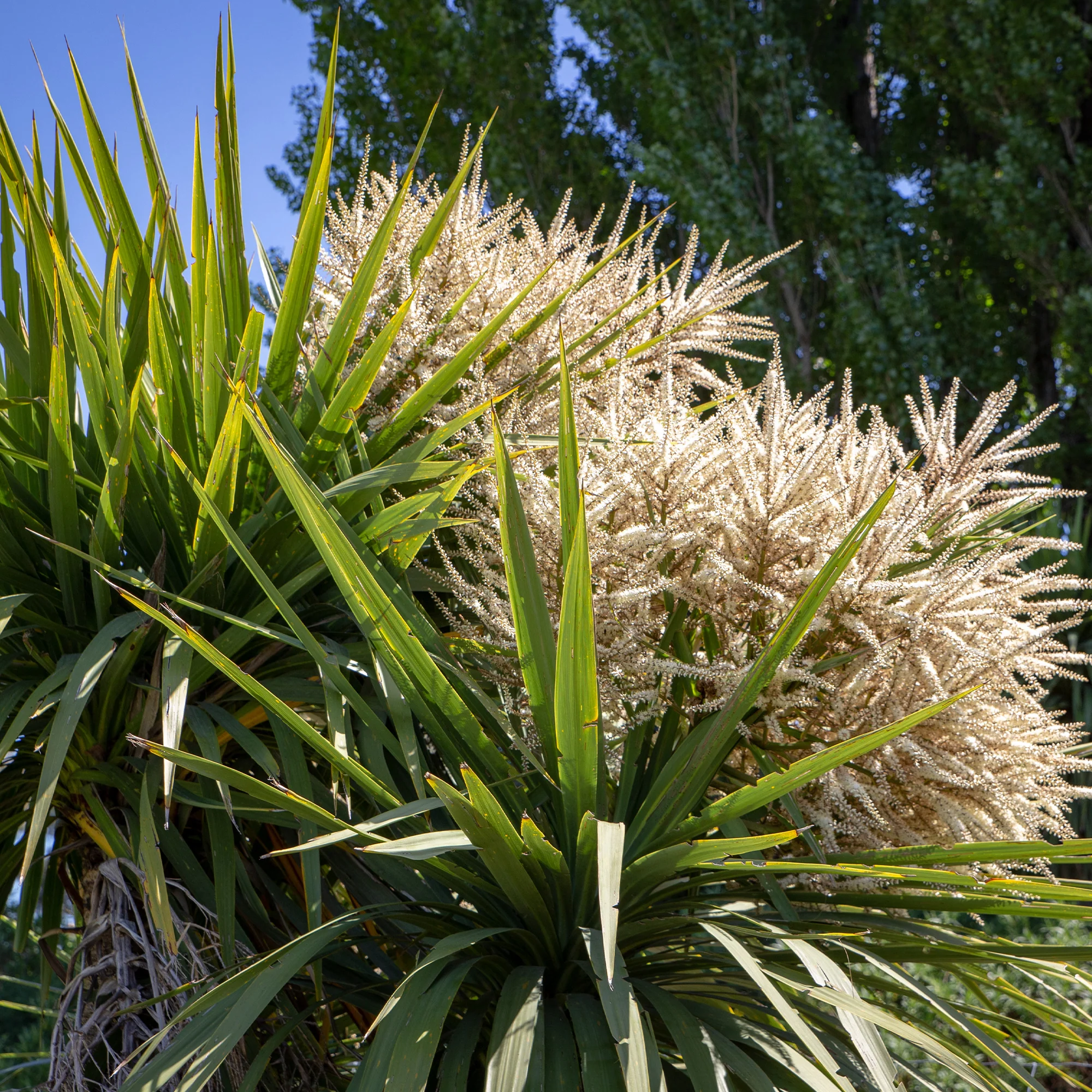 Cordyline (Kohlpalme) - Image 3