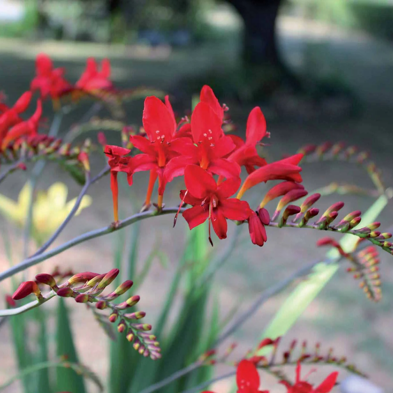 Crocosmia 'Lucifer' rot (x15) - Image 4