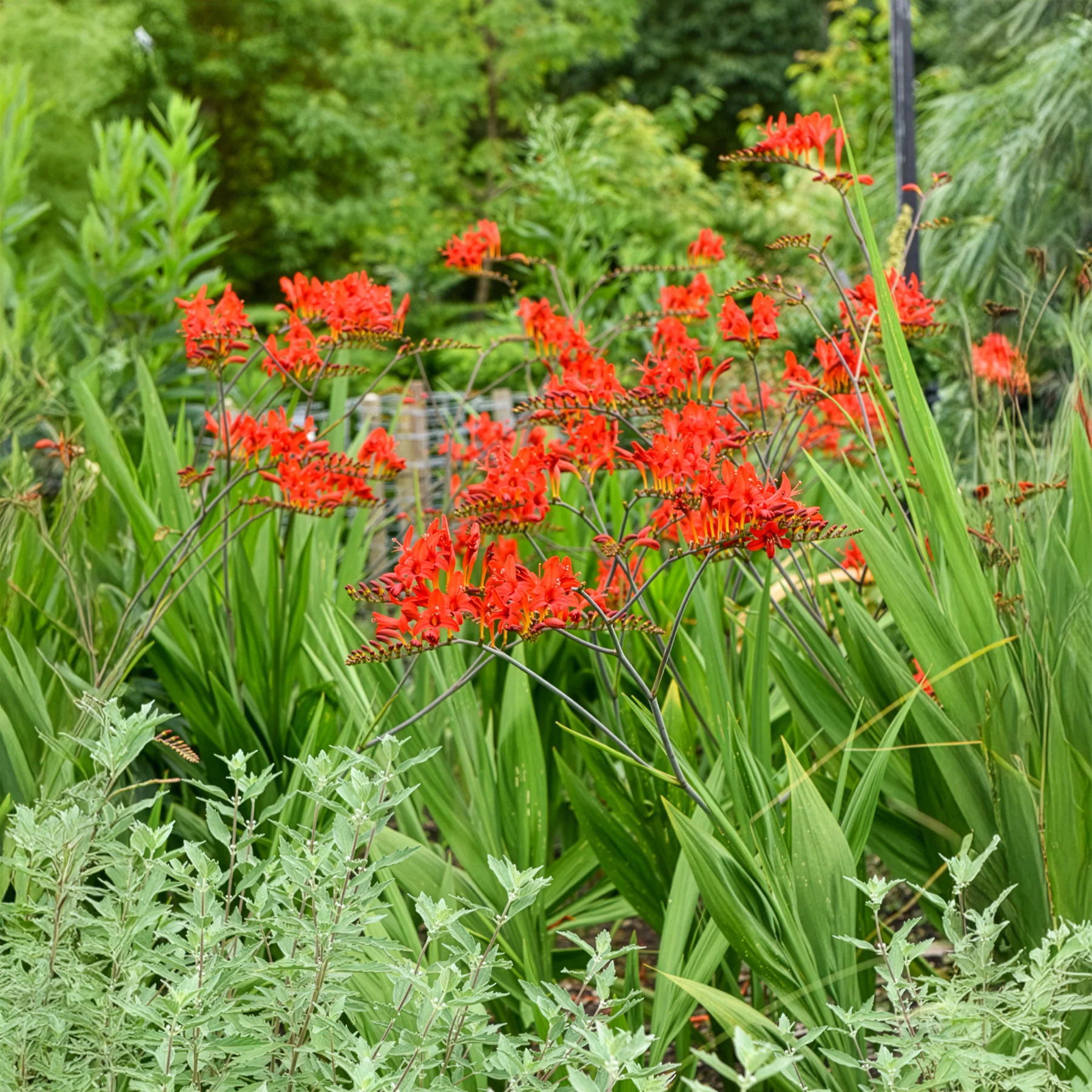 Crocosmia 'Lucifer' rot (x15) - Image 6