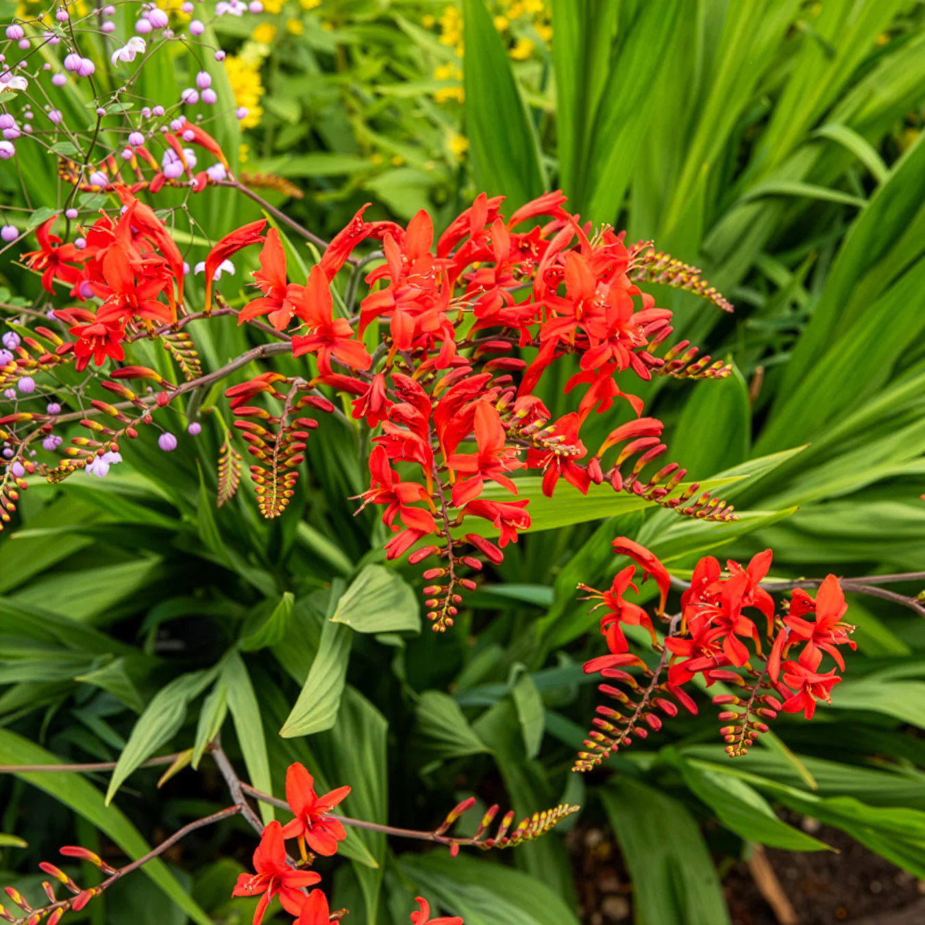 Crocosmia 'Lucifer' rot (x15) - Image 7