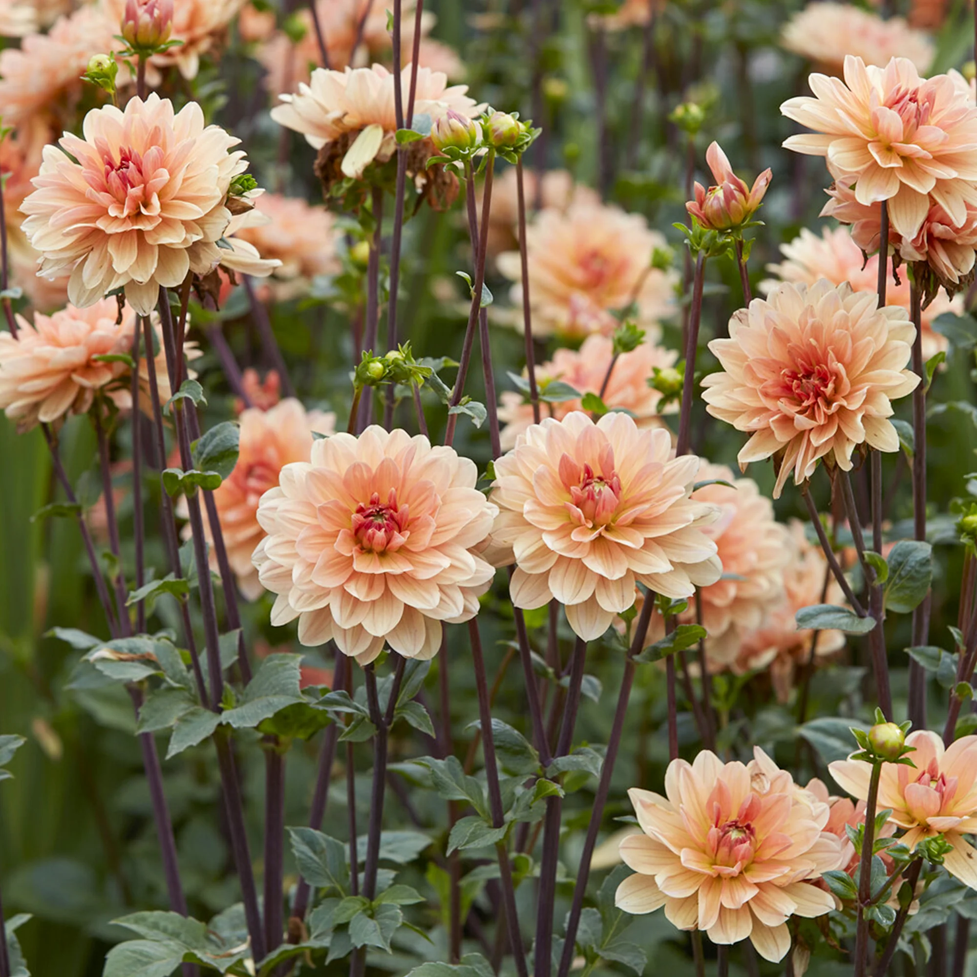 Dahlie ‘Apricot Desire’
