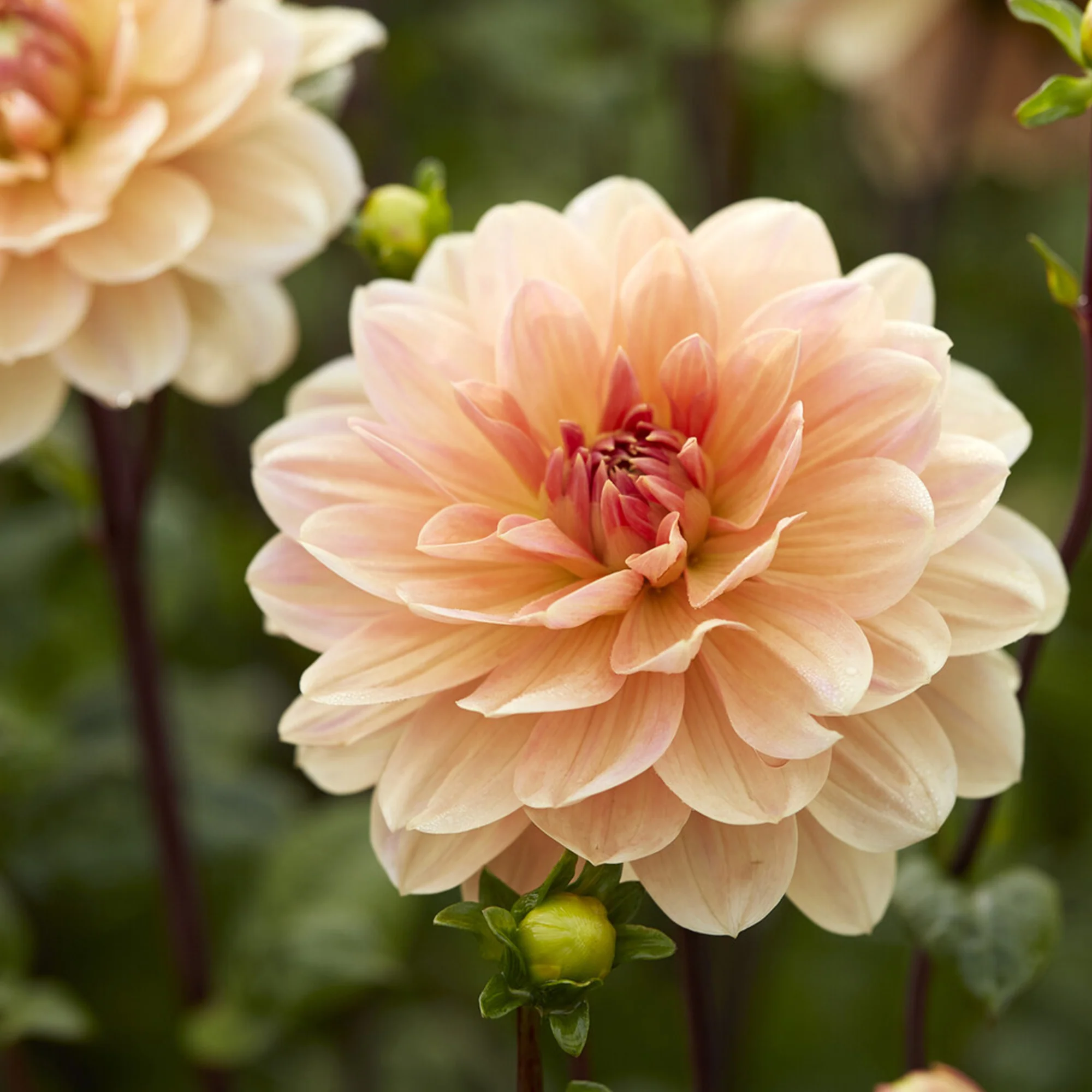 Dahlie ‘Apricot Desire’ - Image 2