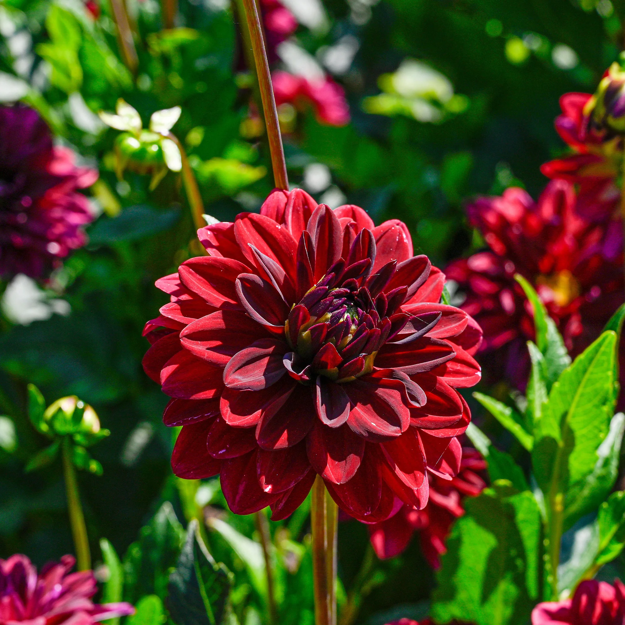 Dahlie ‘Arabian Night’