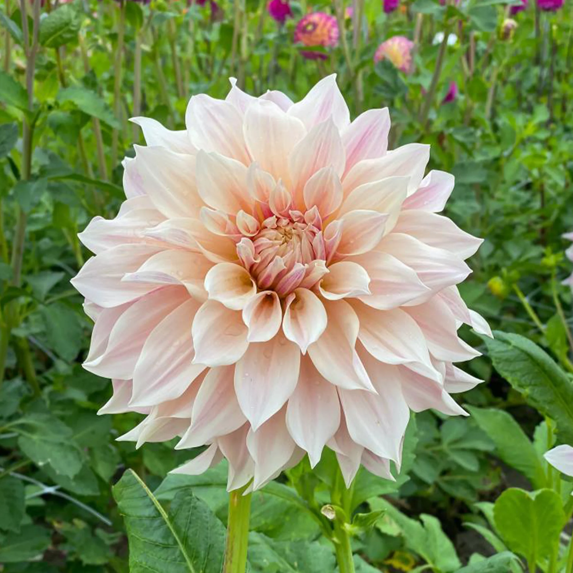 Dahlie ‘Cafe au Lait’ (x3) - Image 3