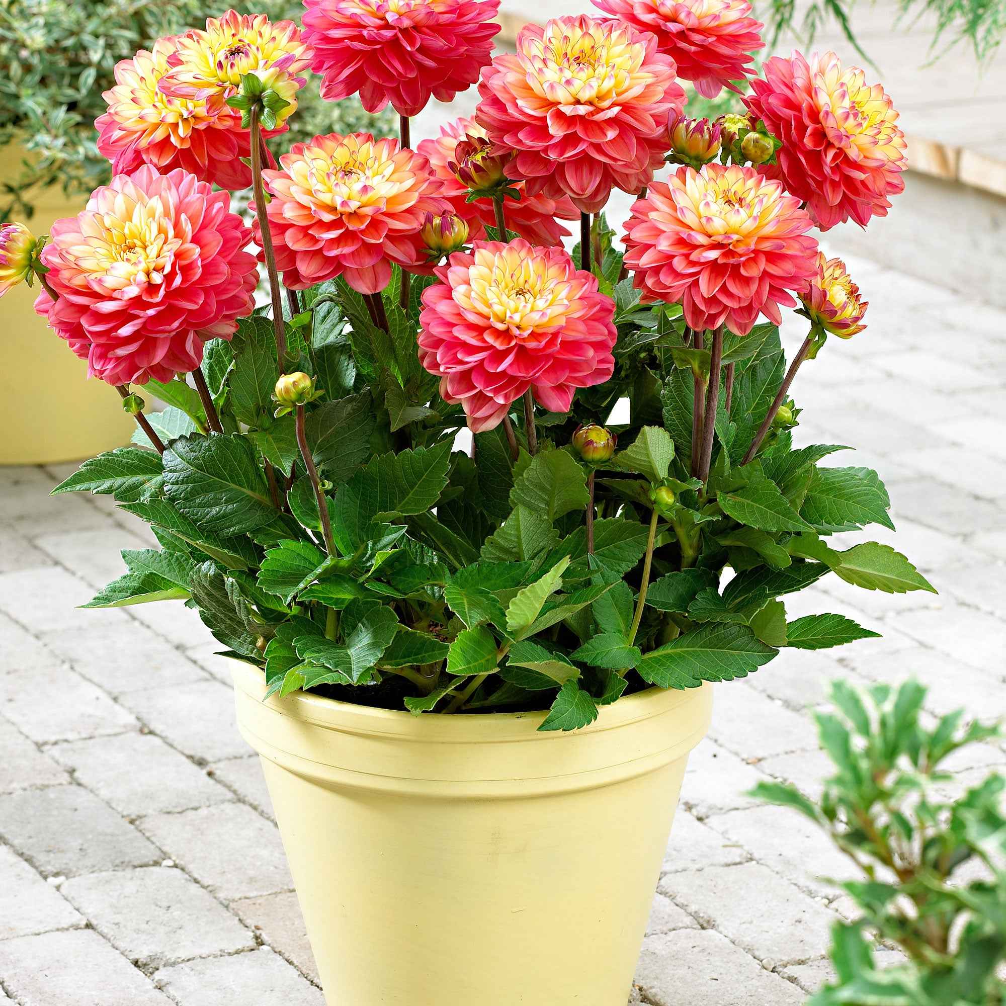 Dahlie 'Melody Allegro' (x3) - Image 2