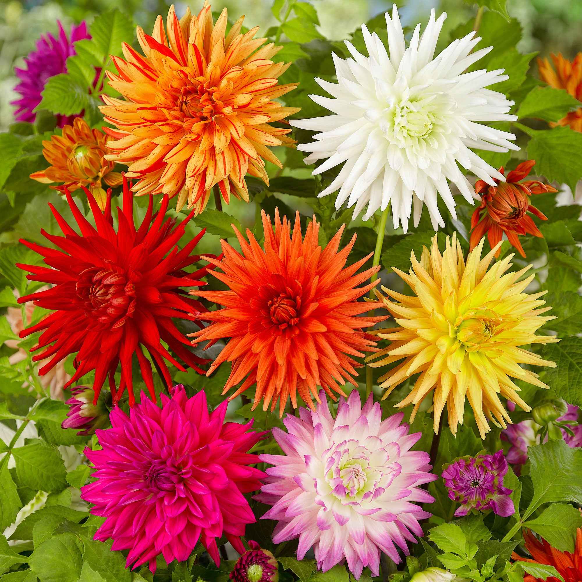 Dahlie Mischung 'Cactus' (x10) - Image 2