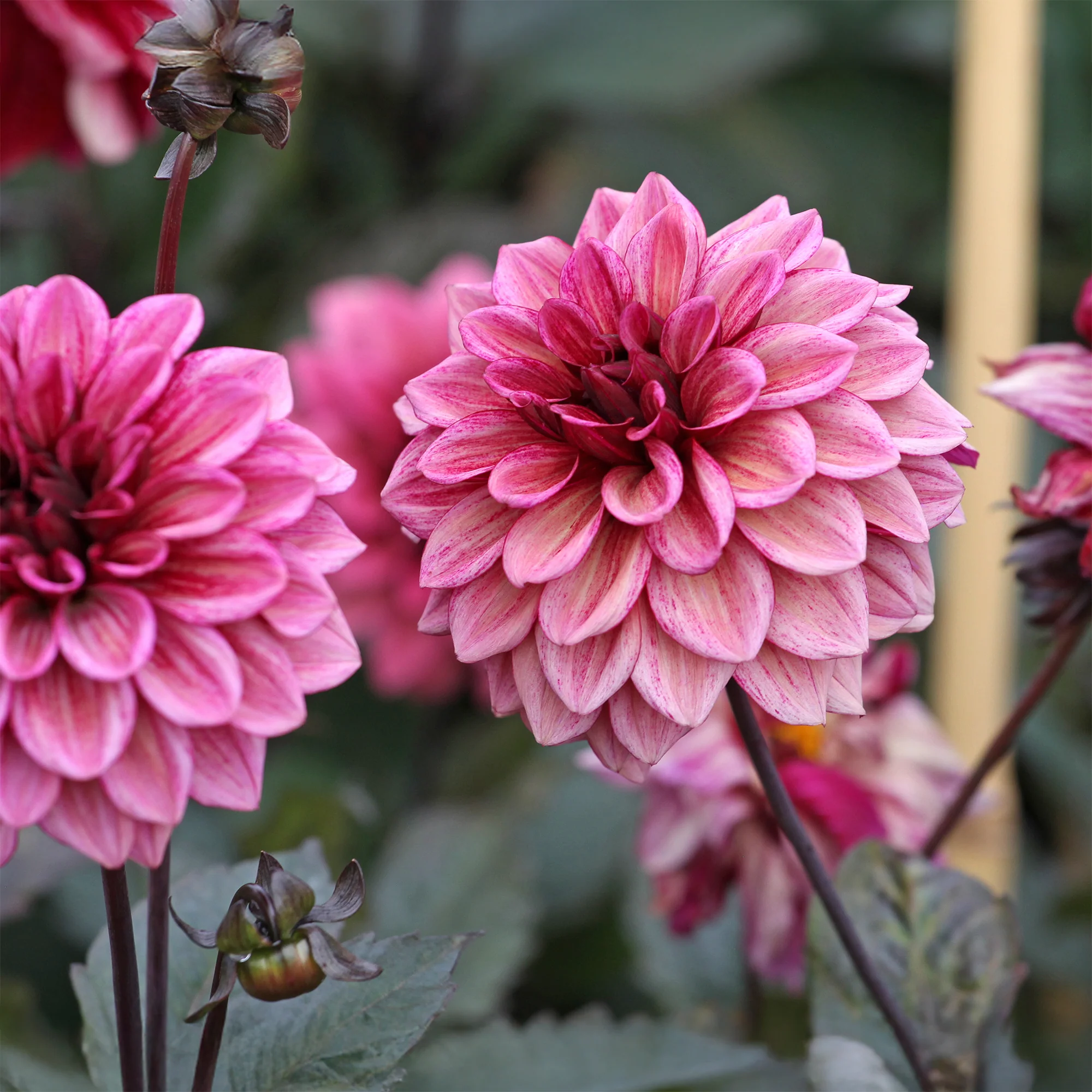 Dahlie ‘Night Silence’