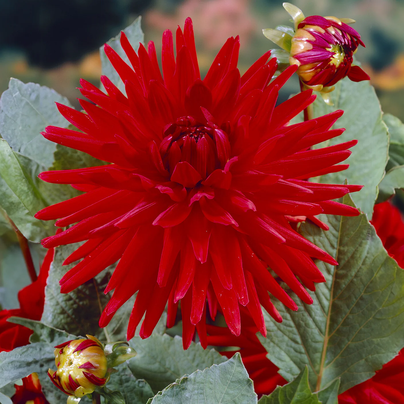 Dahlie Red Pigmy (x3) - Image 3