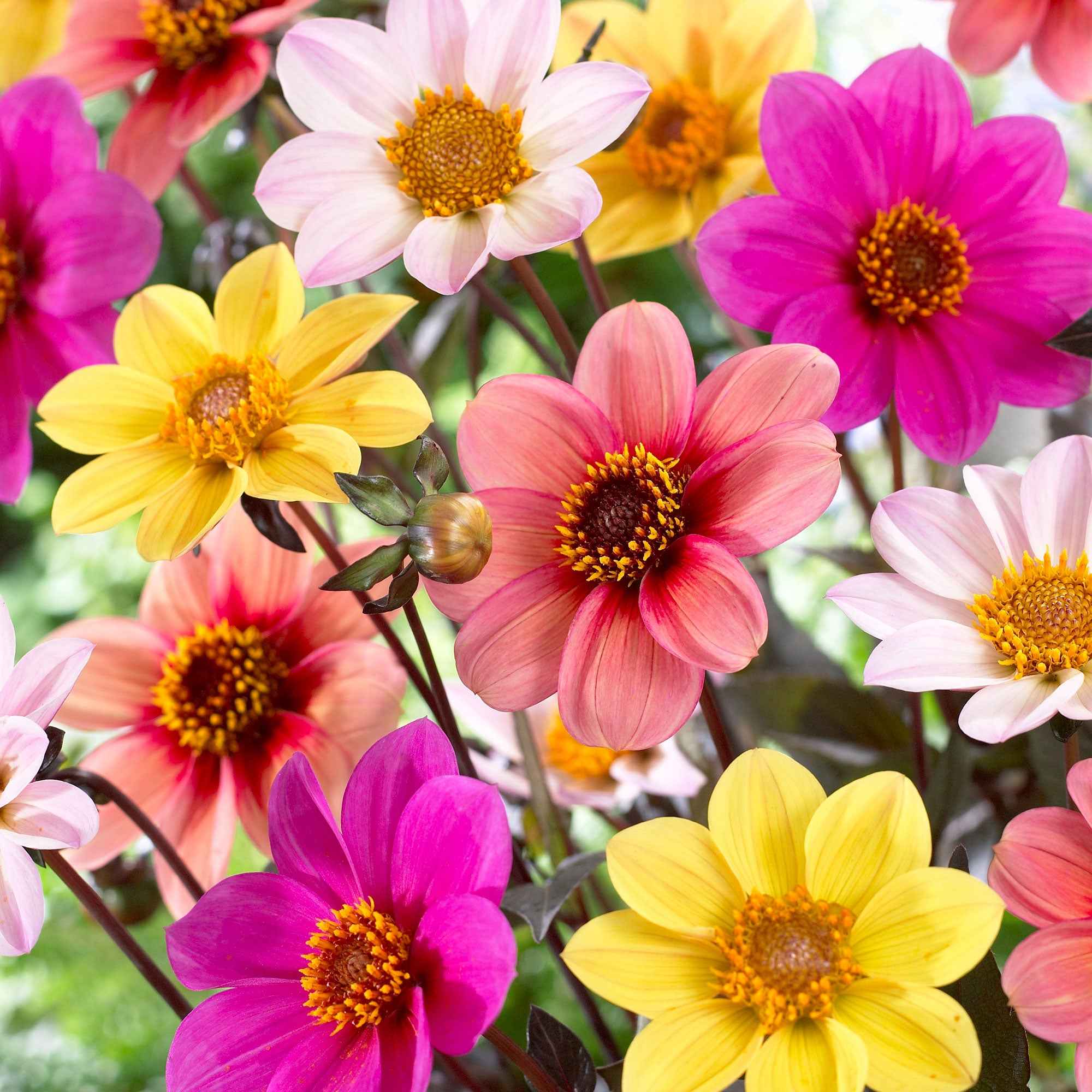 Dahlien Mischung 'HS Butterfly' (x6)