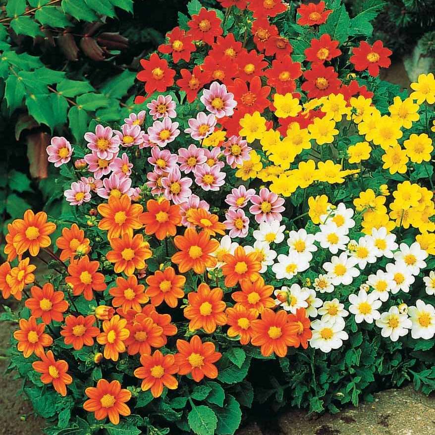 Dahlien 'Topmix' (x5) - Image 3