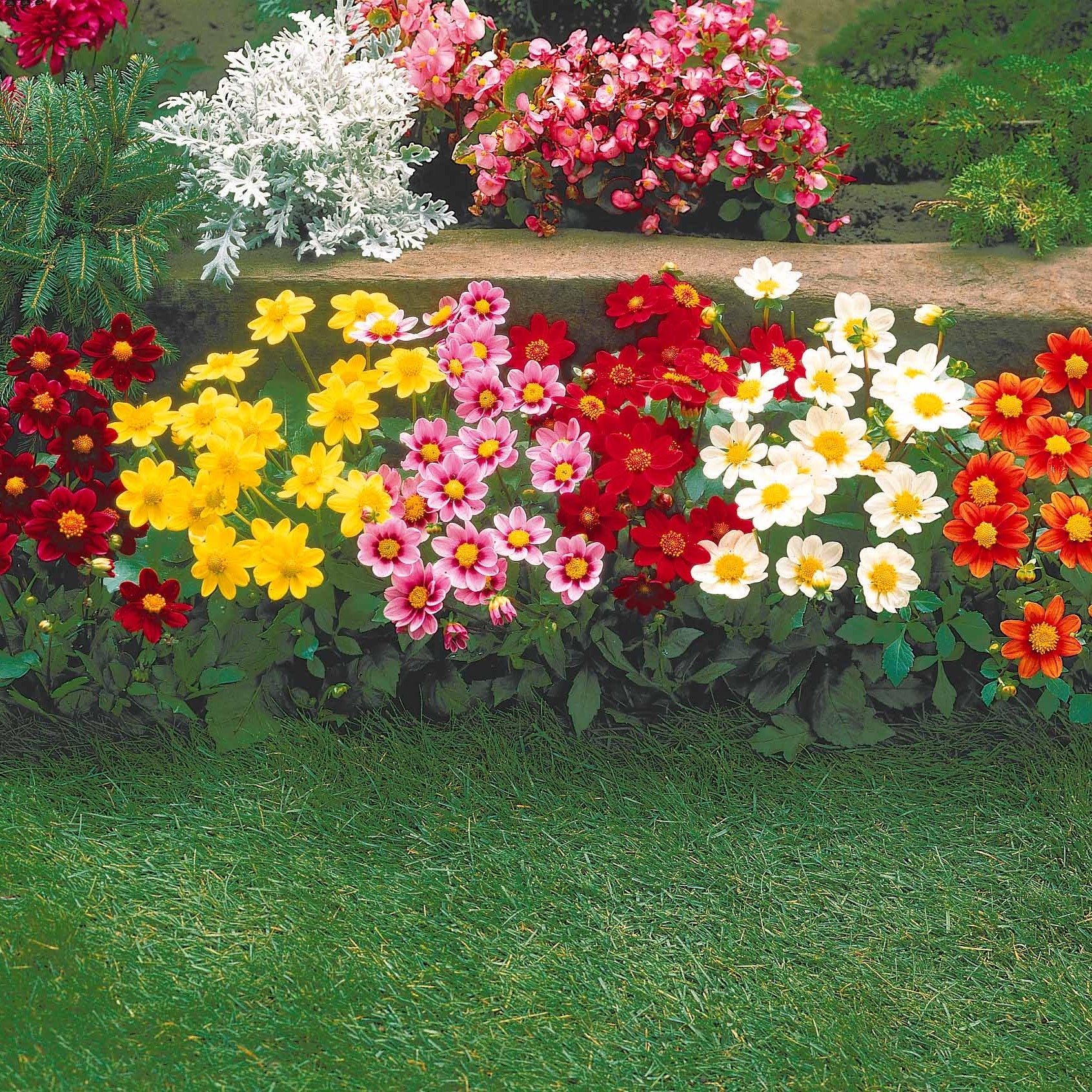 Dahlien 'Topmix' (x5) - Image 4