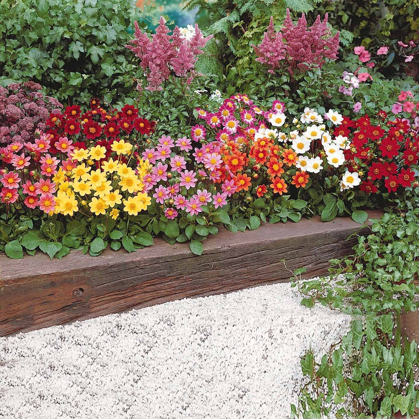 Dahlien 'Topmix' (x5) - Image 5