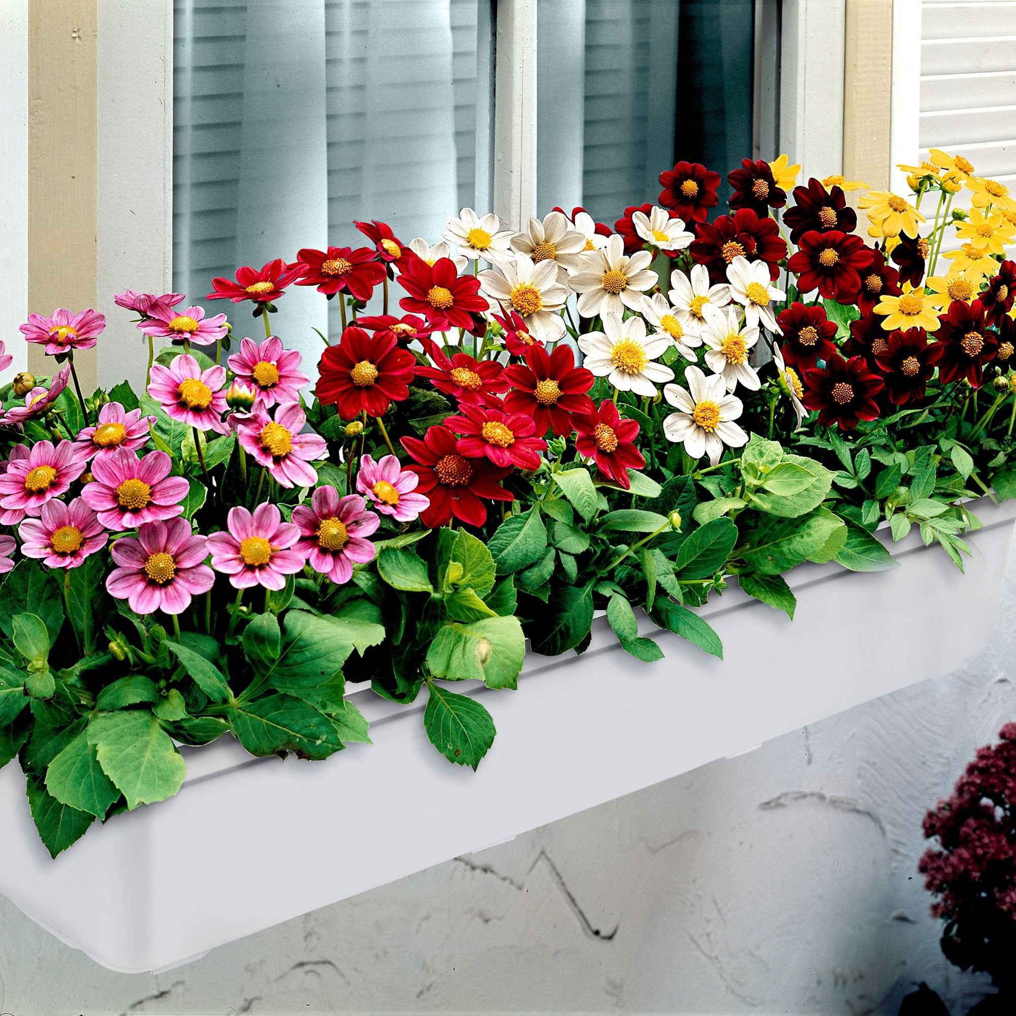 Dahlien 'Topmix' (x5) - Image 6