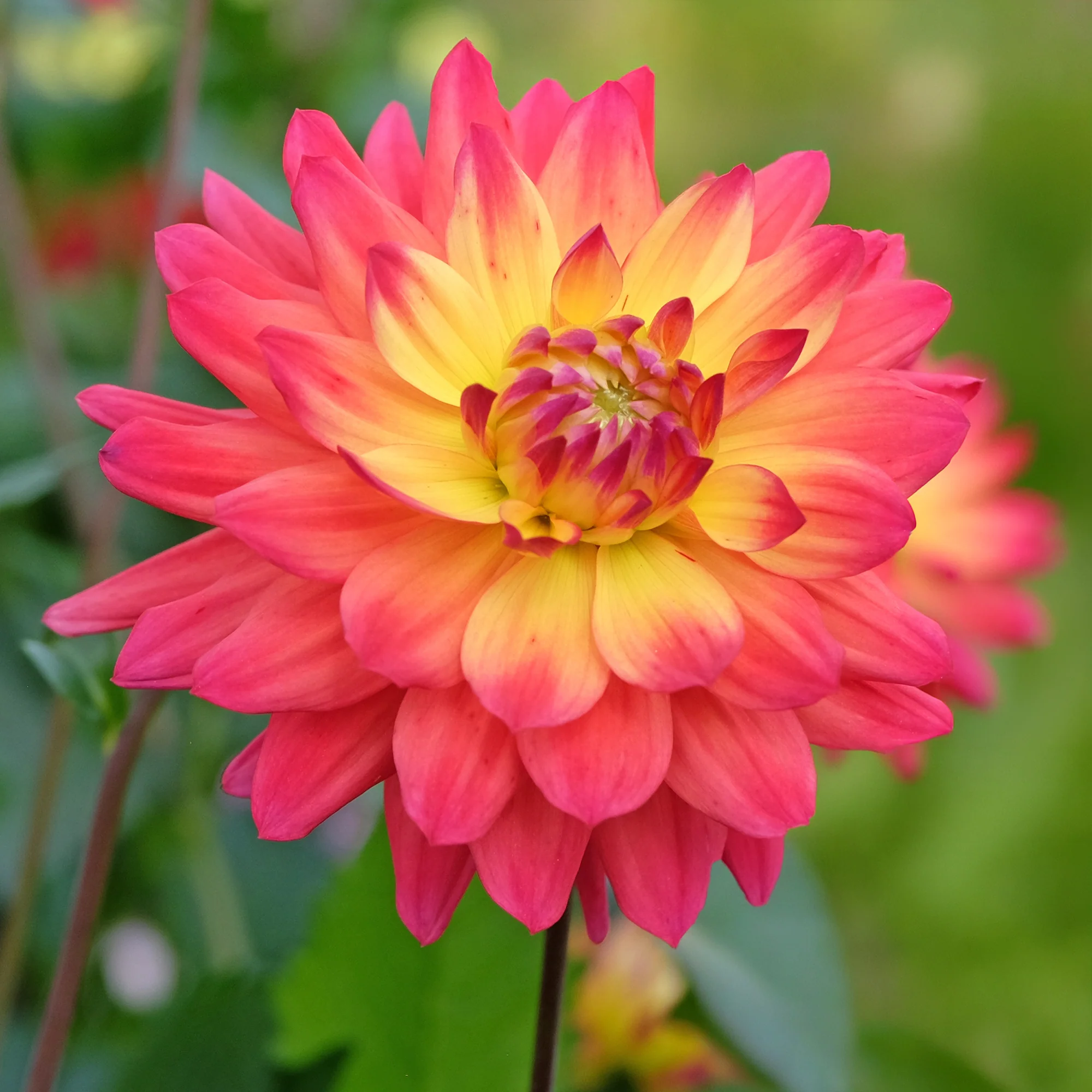 Dahlien Tricolore (x3) - Image 2