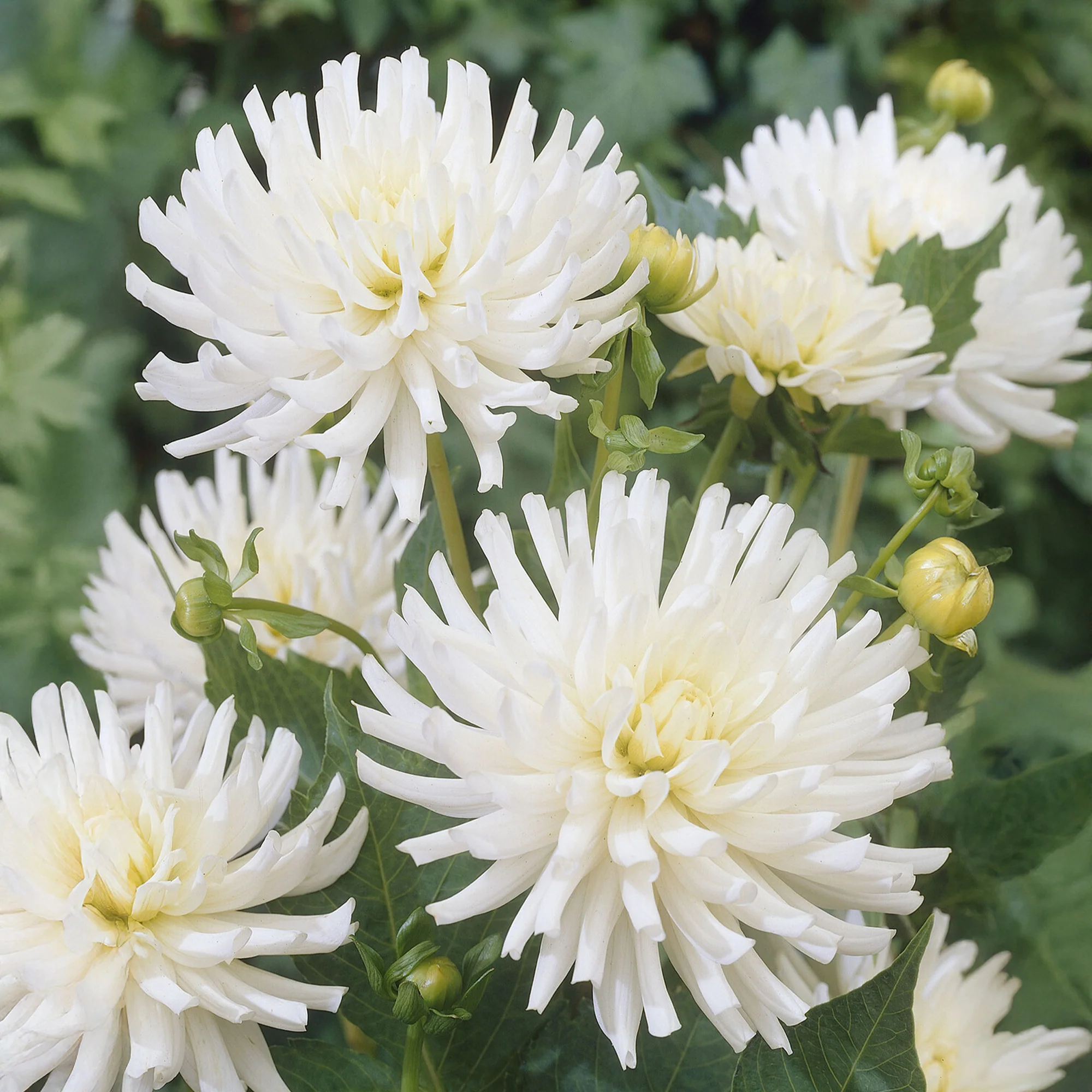 Dahlien White Happiness (x3)