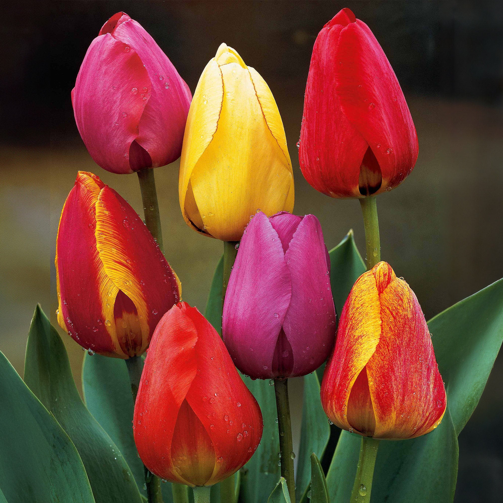 Darwin Hybride Tulpen Mischung (x30)