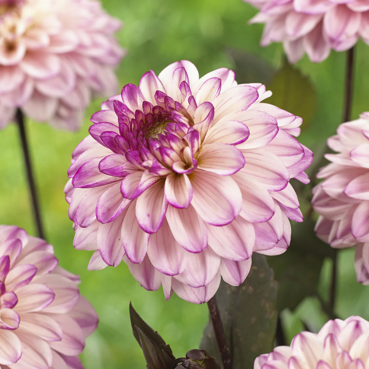 Dekorative Dahlien 'Flashback'