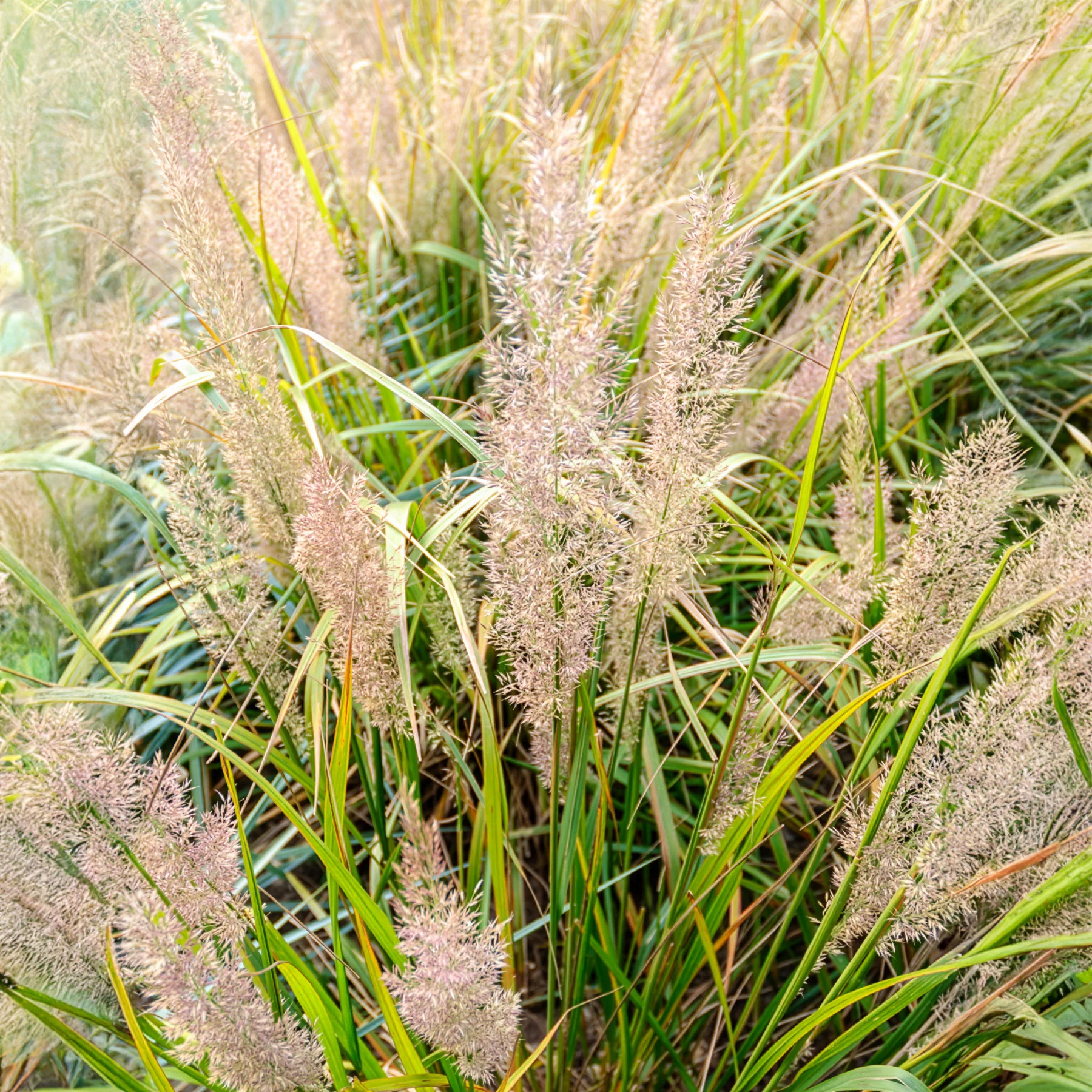 Diamantgras - Image 6