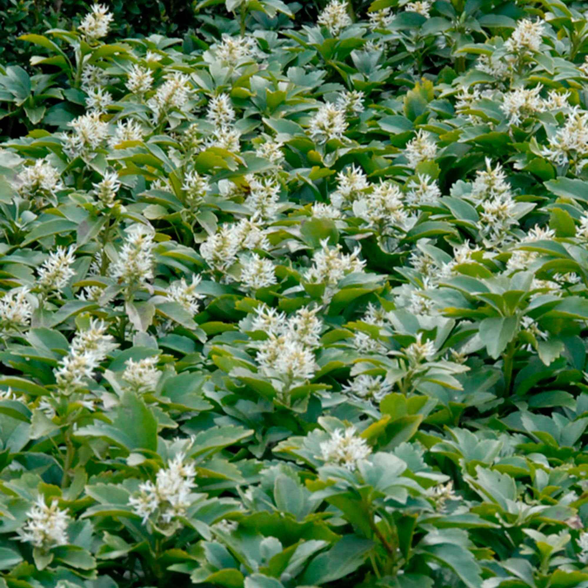 Dickmännchen - Image 3