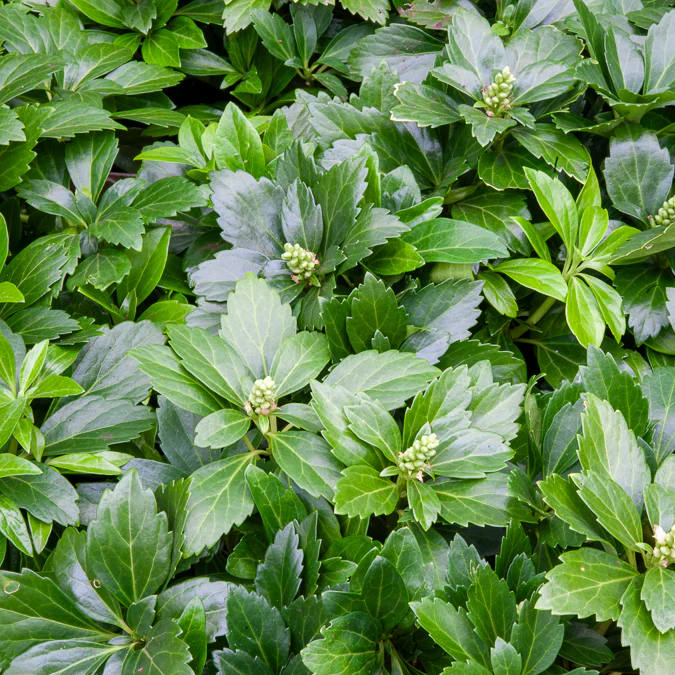 Dickmännchen ‘Green Carpet’ - Image 3