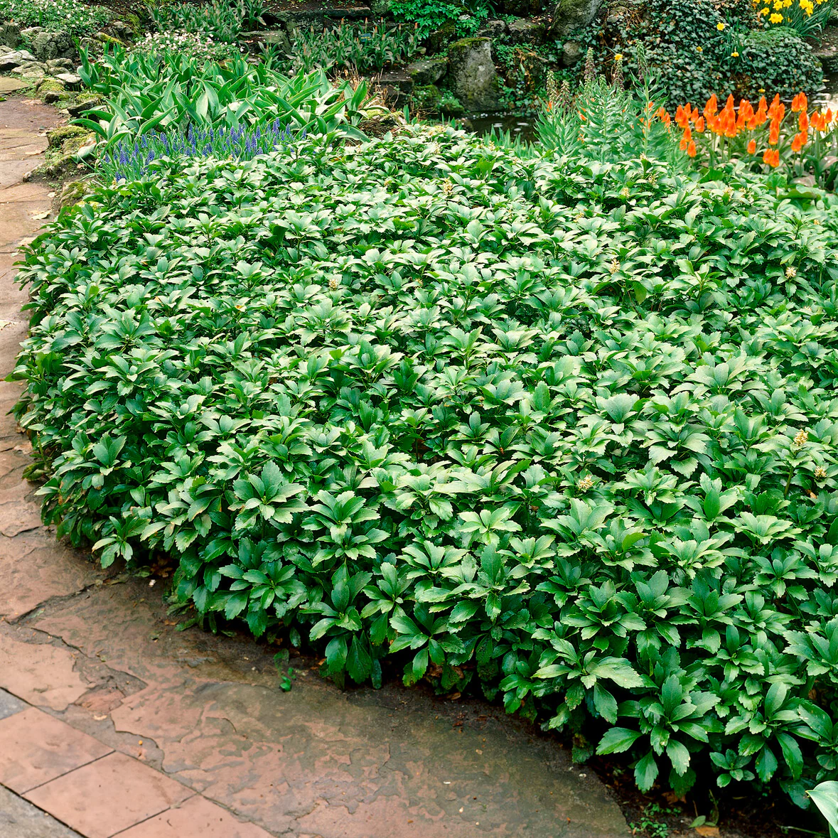 Dickmännchen ‘Green Carpet’ - Image 4