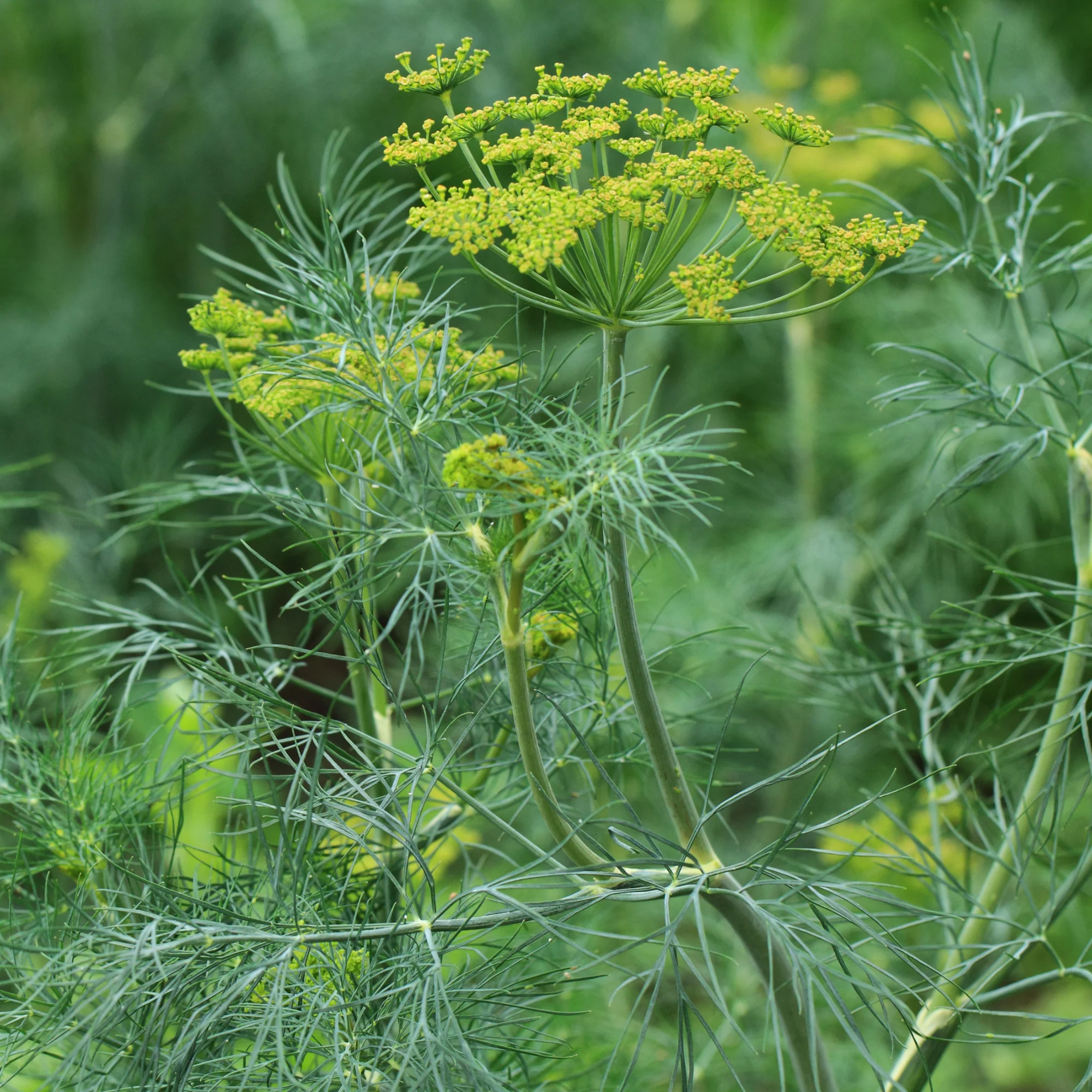 Dill Bouquet - Image 3