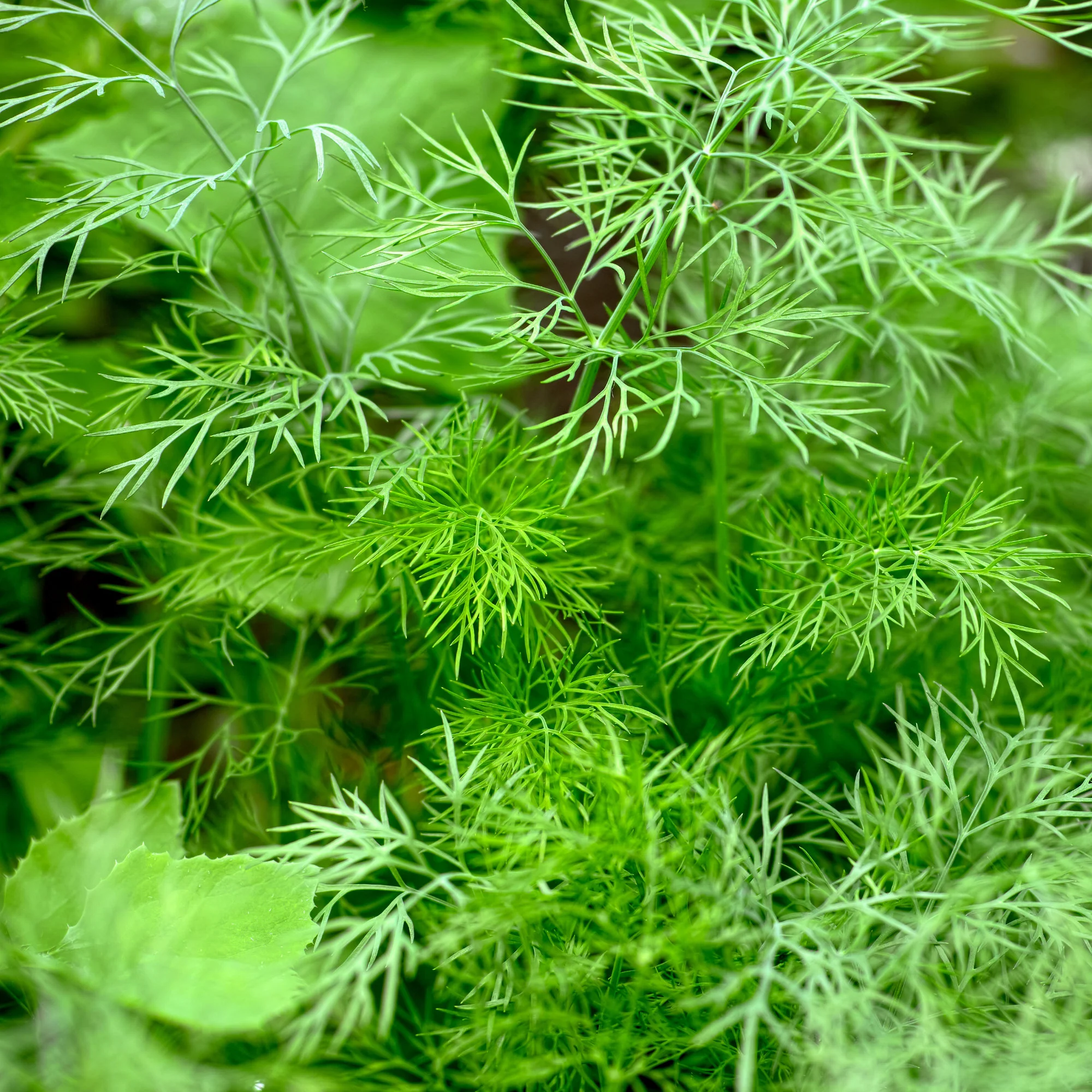 Dill Bouquet - Image 4