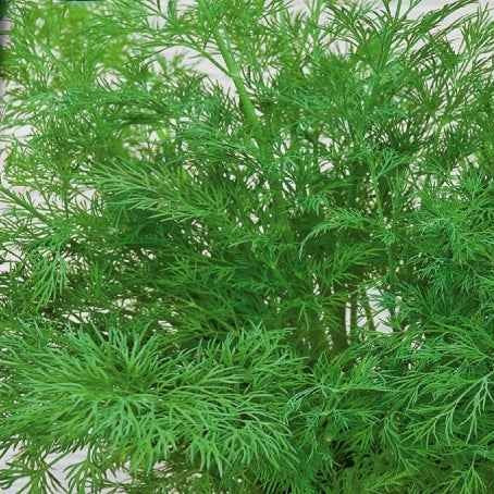 Dill Bouquet Compatto - Image 2