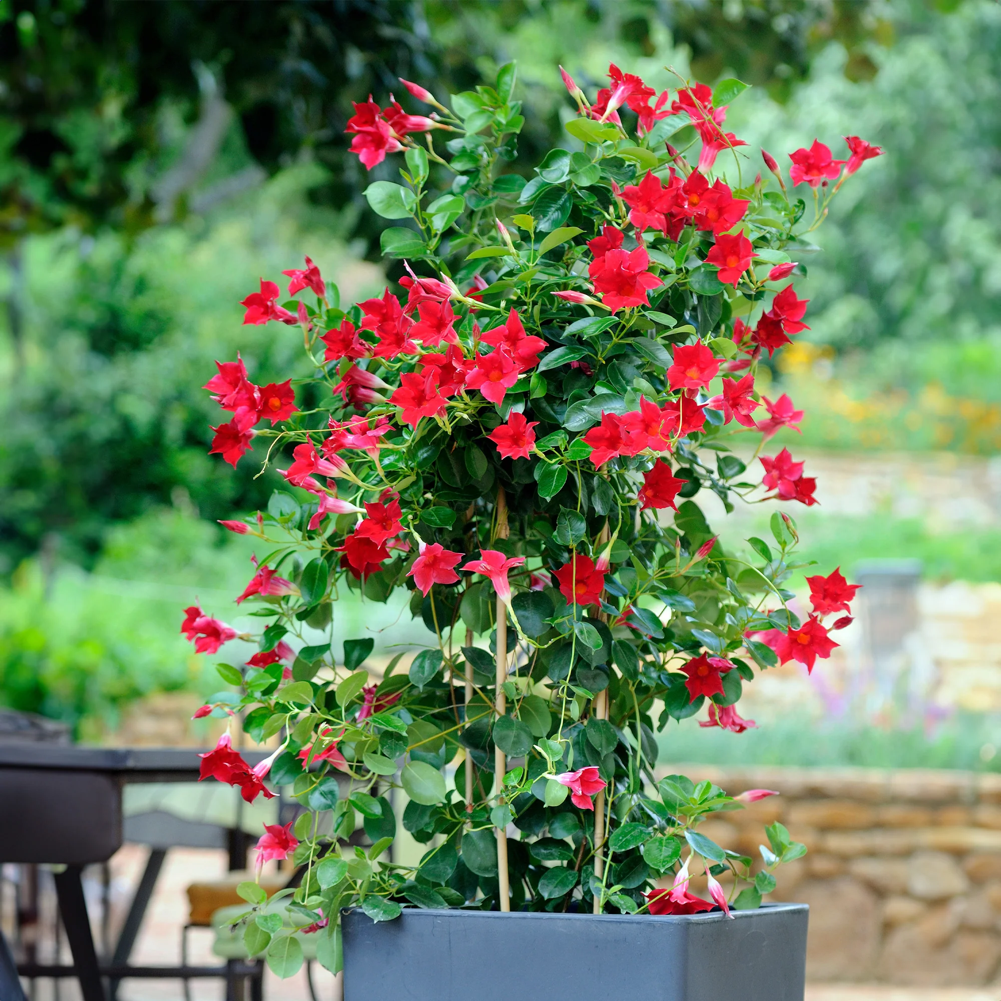 Dipladenia Mischung (x3) - Image 3