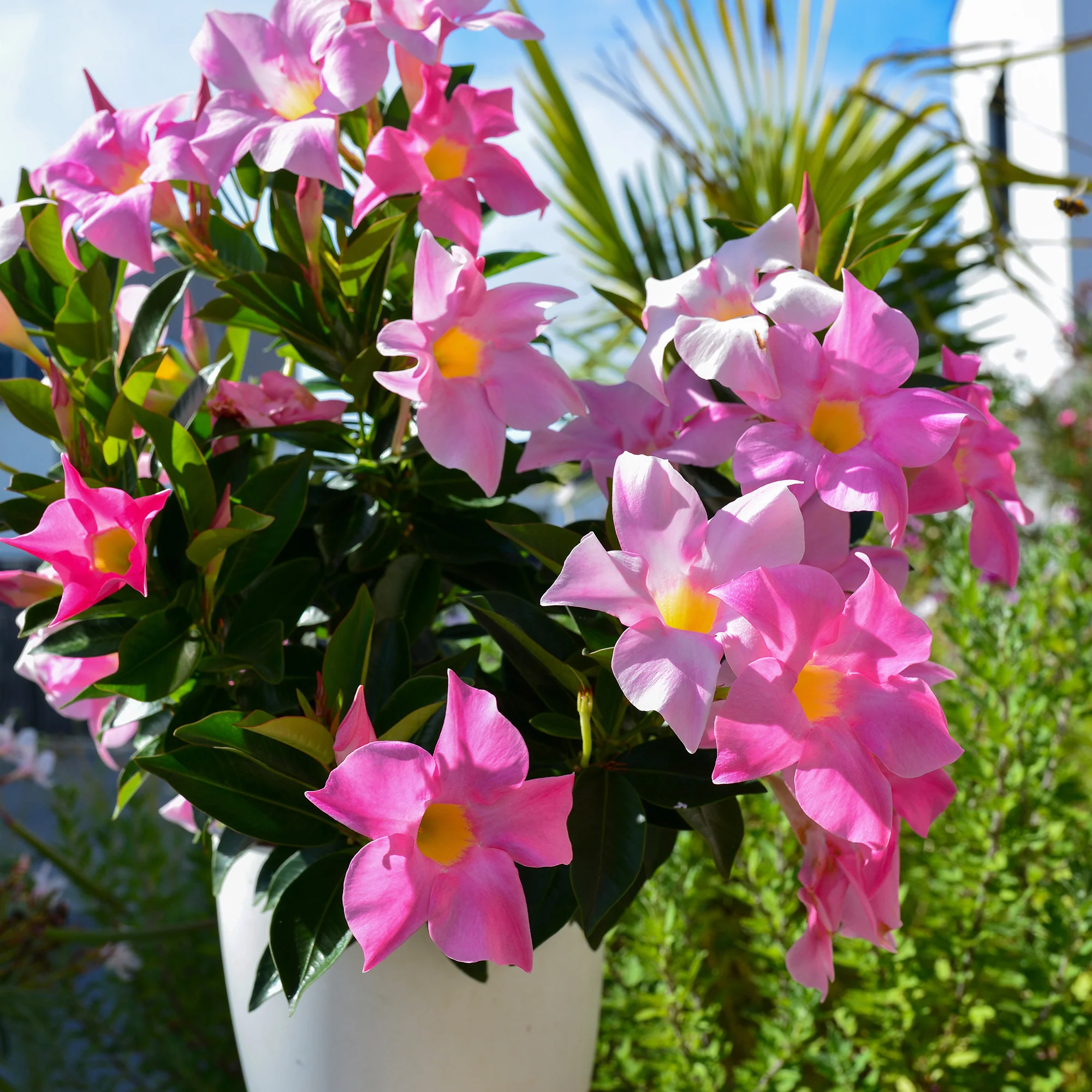 Dipladenia Mischung (x3) - Image 4
