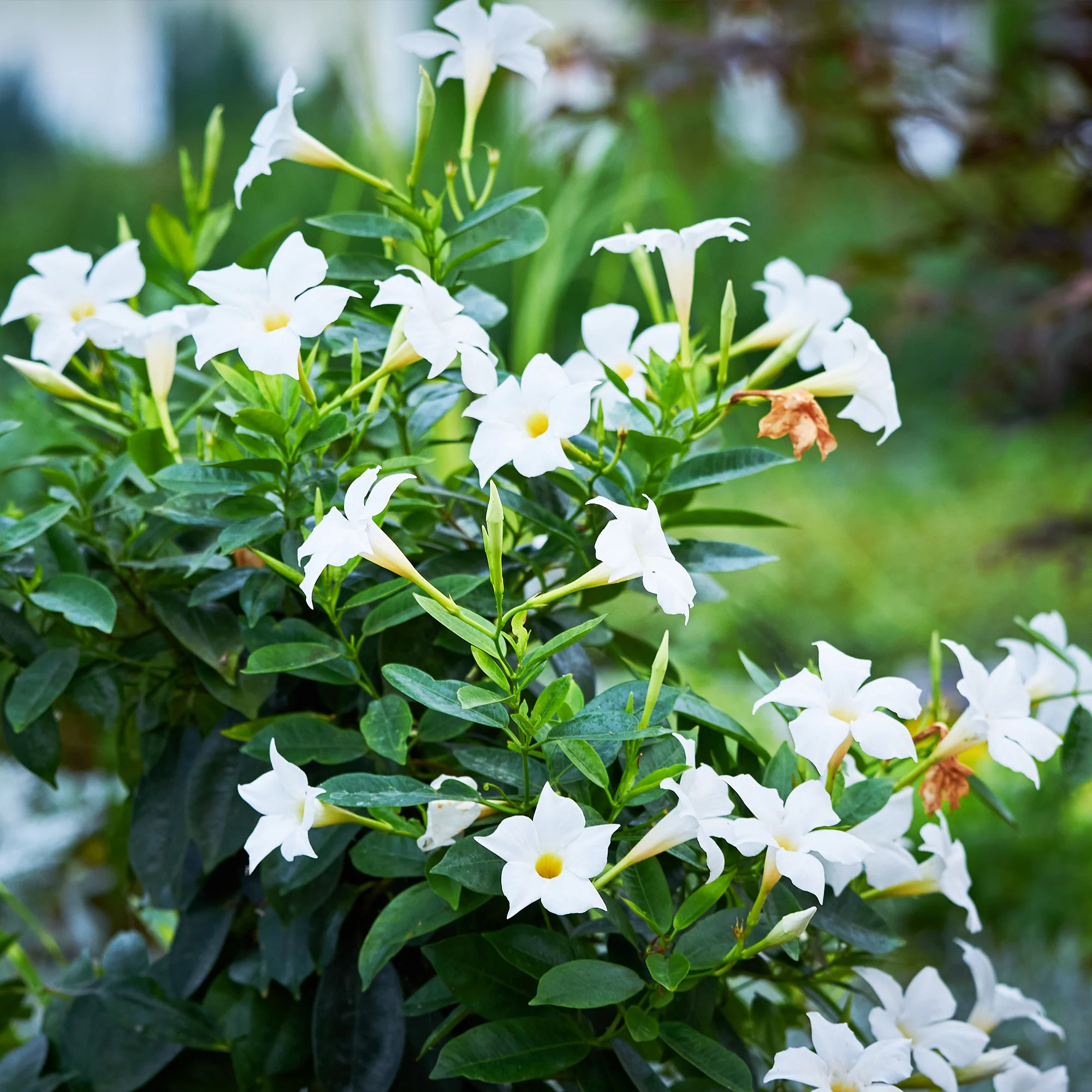 Dipladenia Mischung (x3) - Image 5