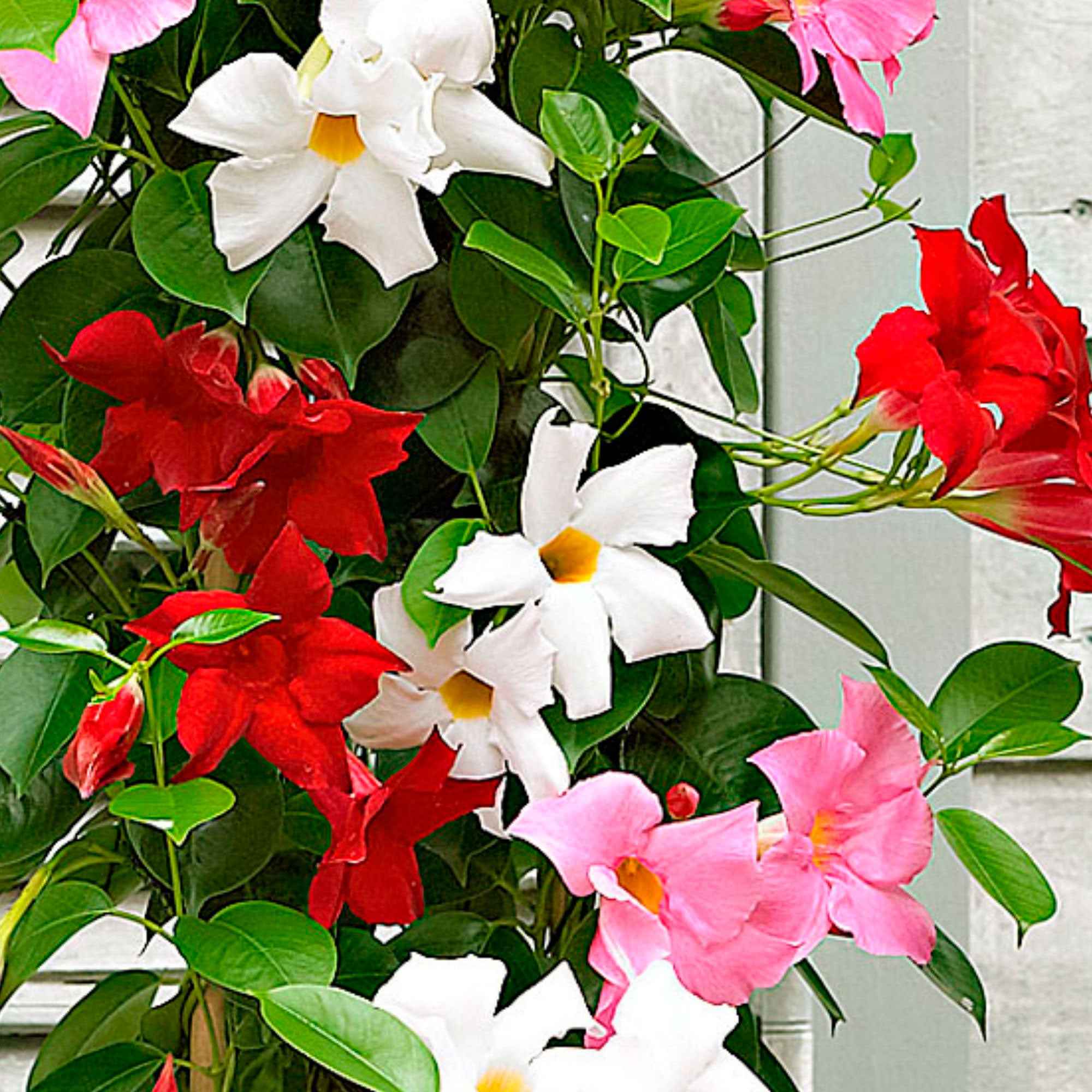 Dipladenia Mischung (x3) - Image 6