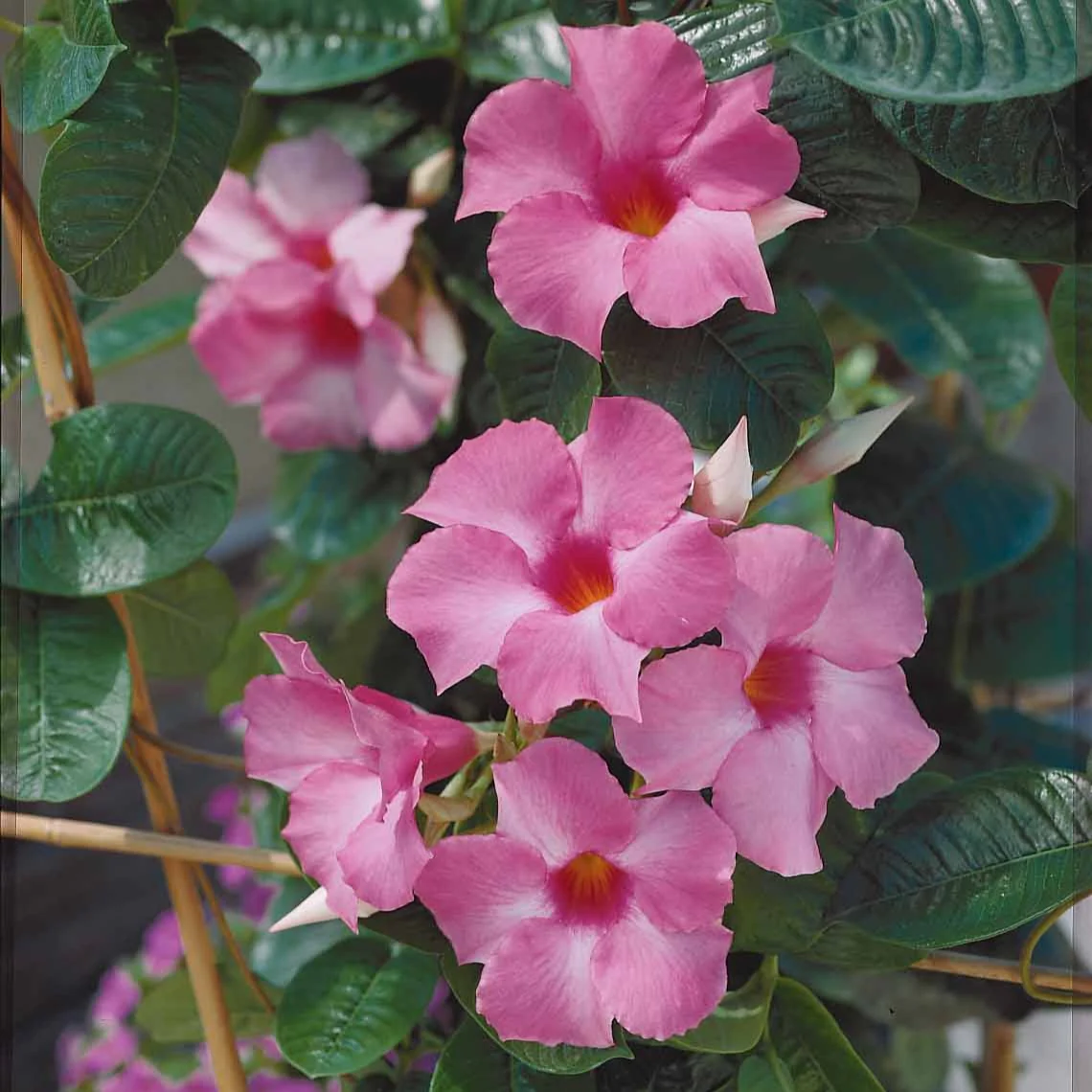 Dipladenia rosa - Image 3