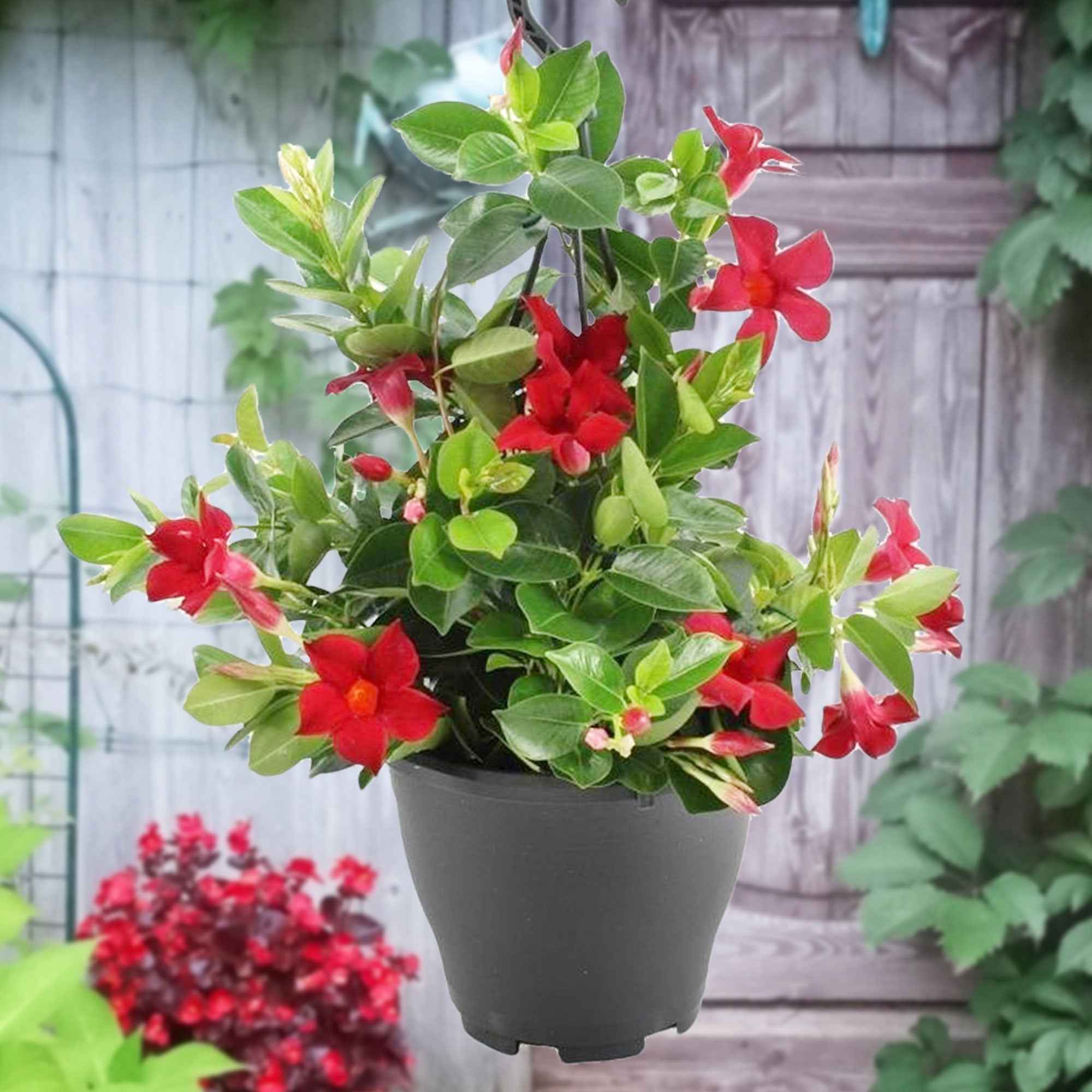 Dipladenia rot - Image 3