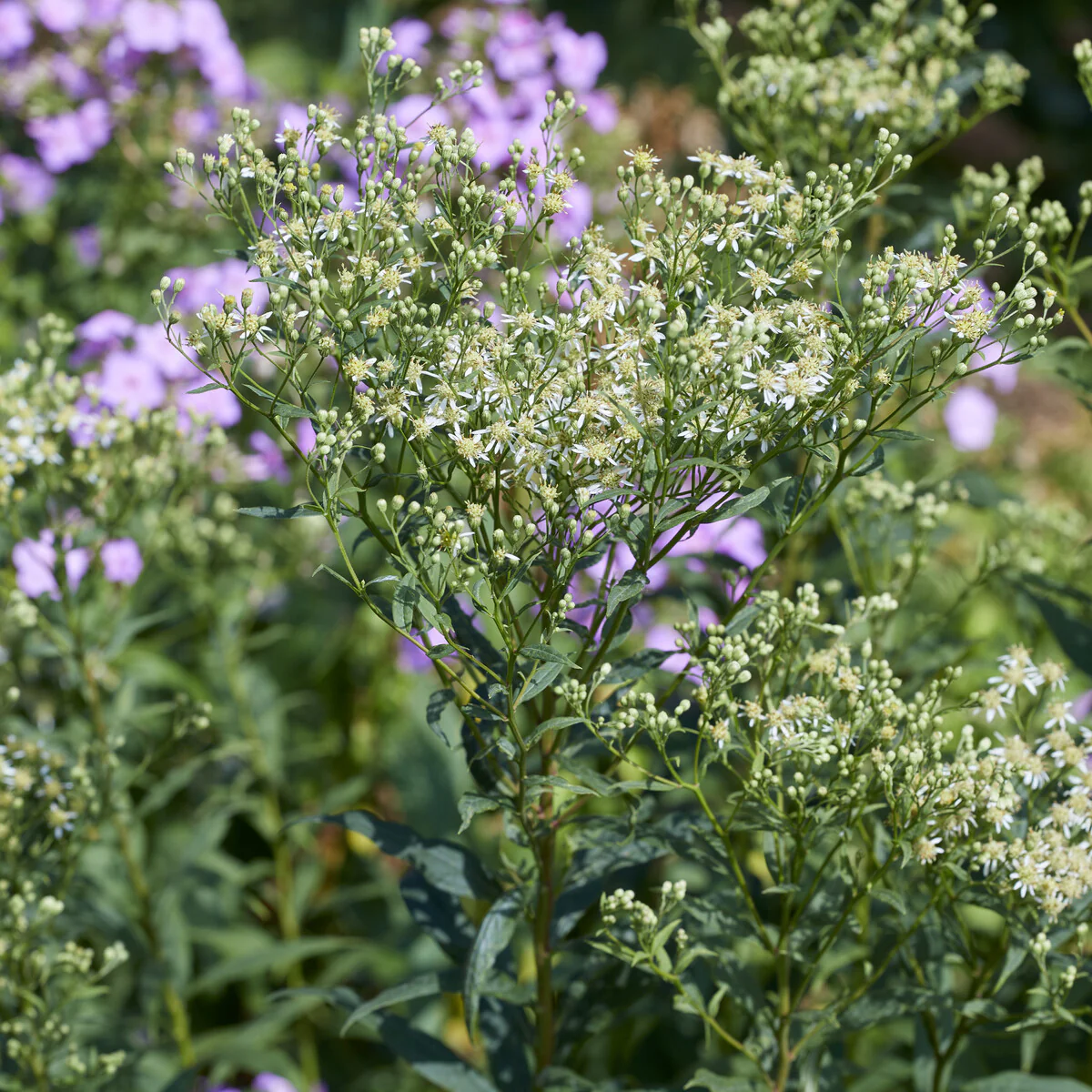 Dolden-Aster Weisser Schirm
