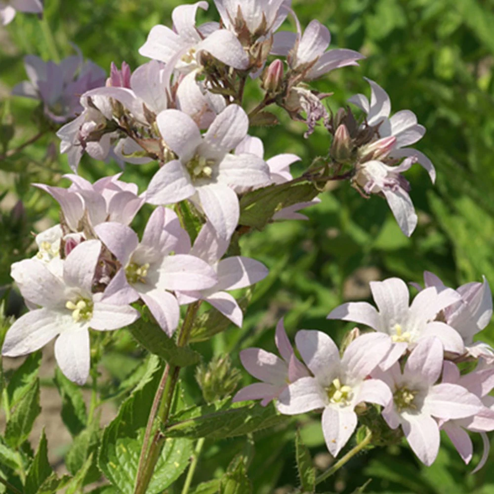Dolden-Glockenblume Loddon Anna