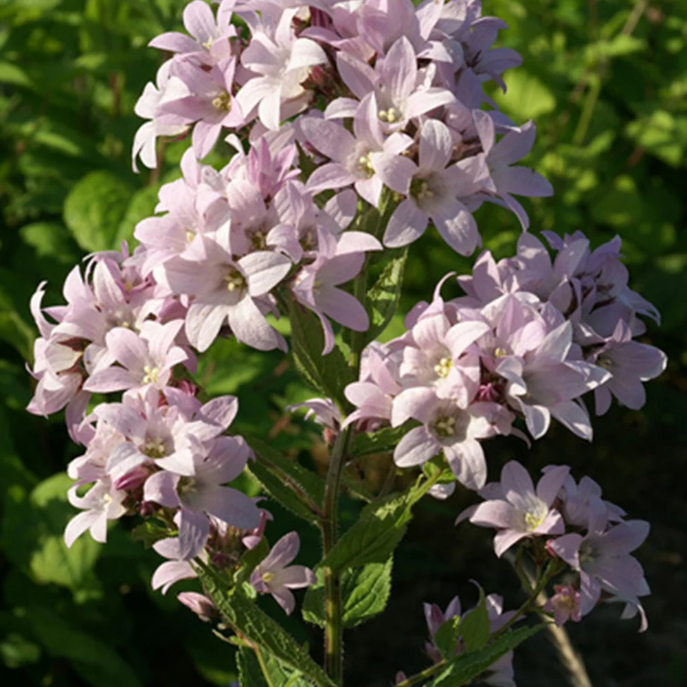 Dolden-Glockenblume Loddon Anna - Image 2